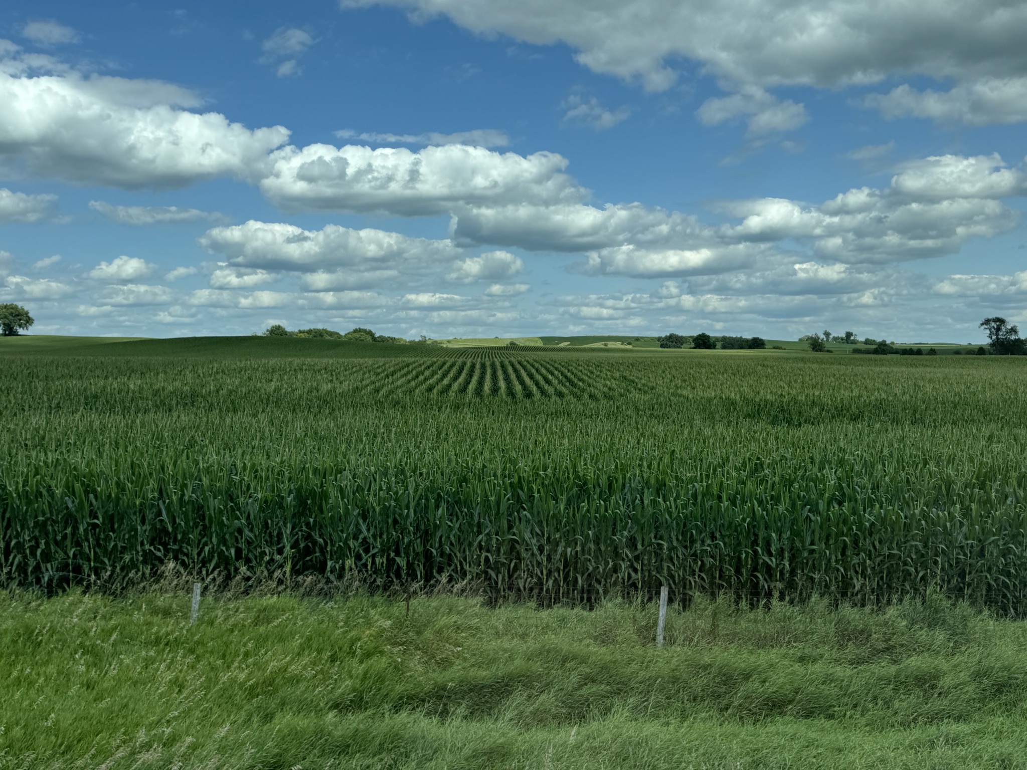 Corn