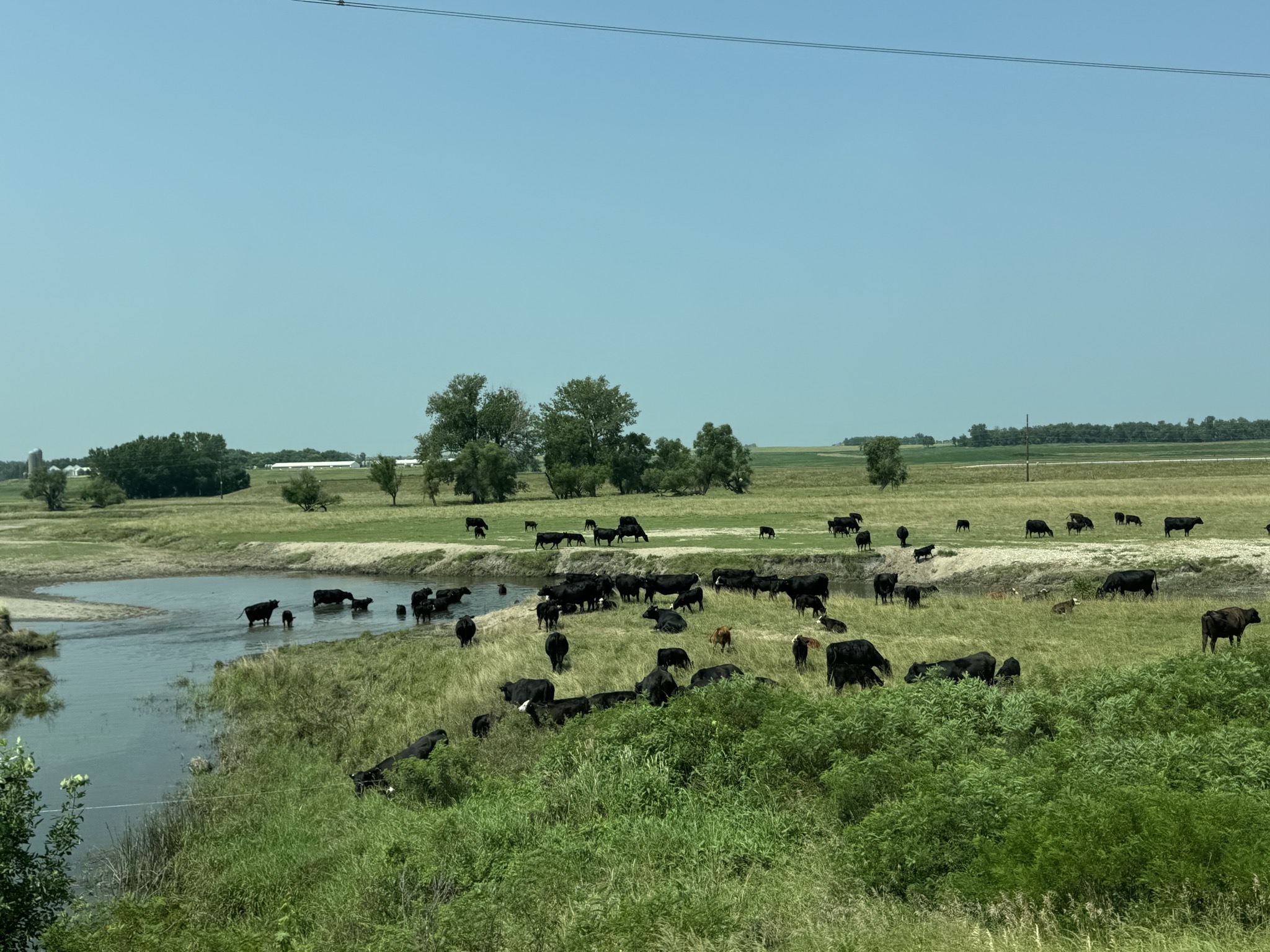 Cows