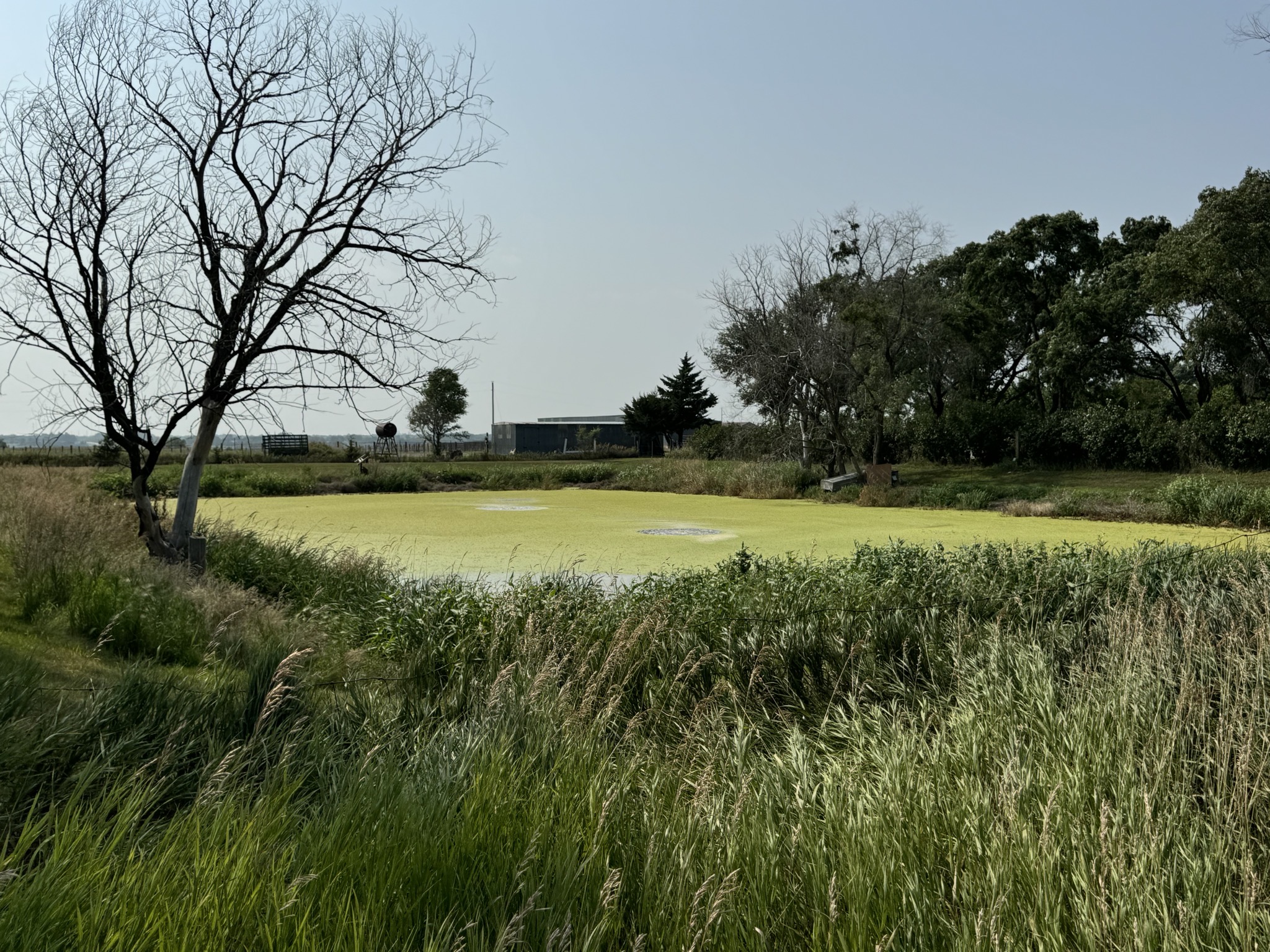 Pond
