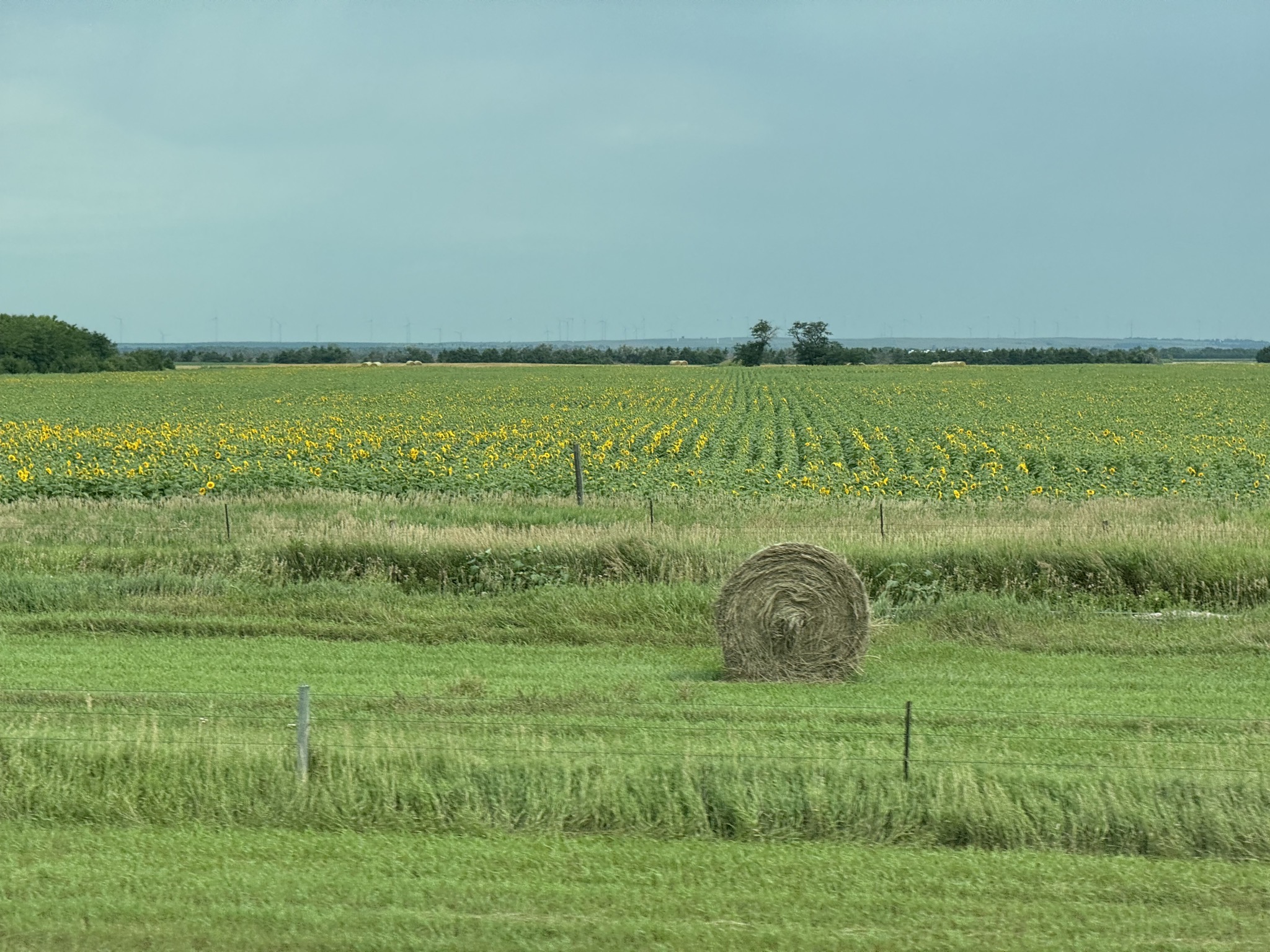 Sunflowers