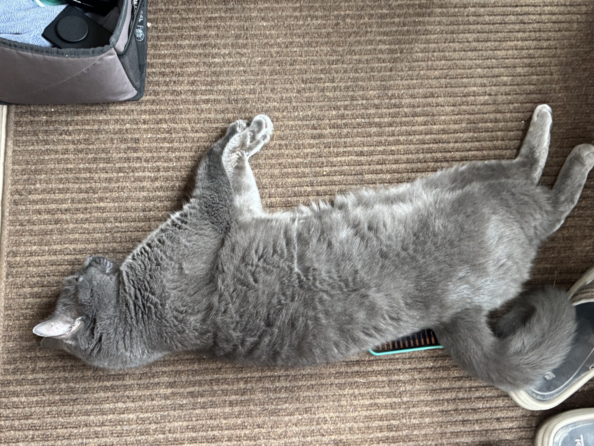 Paladin asleep on the floor