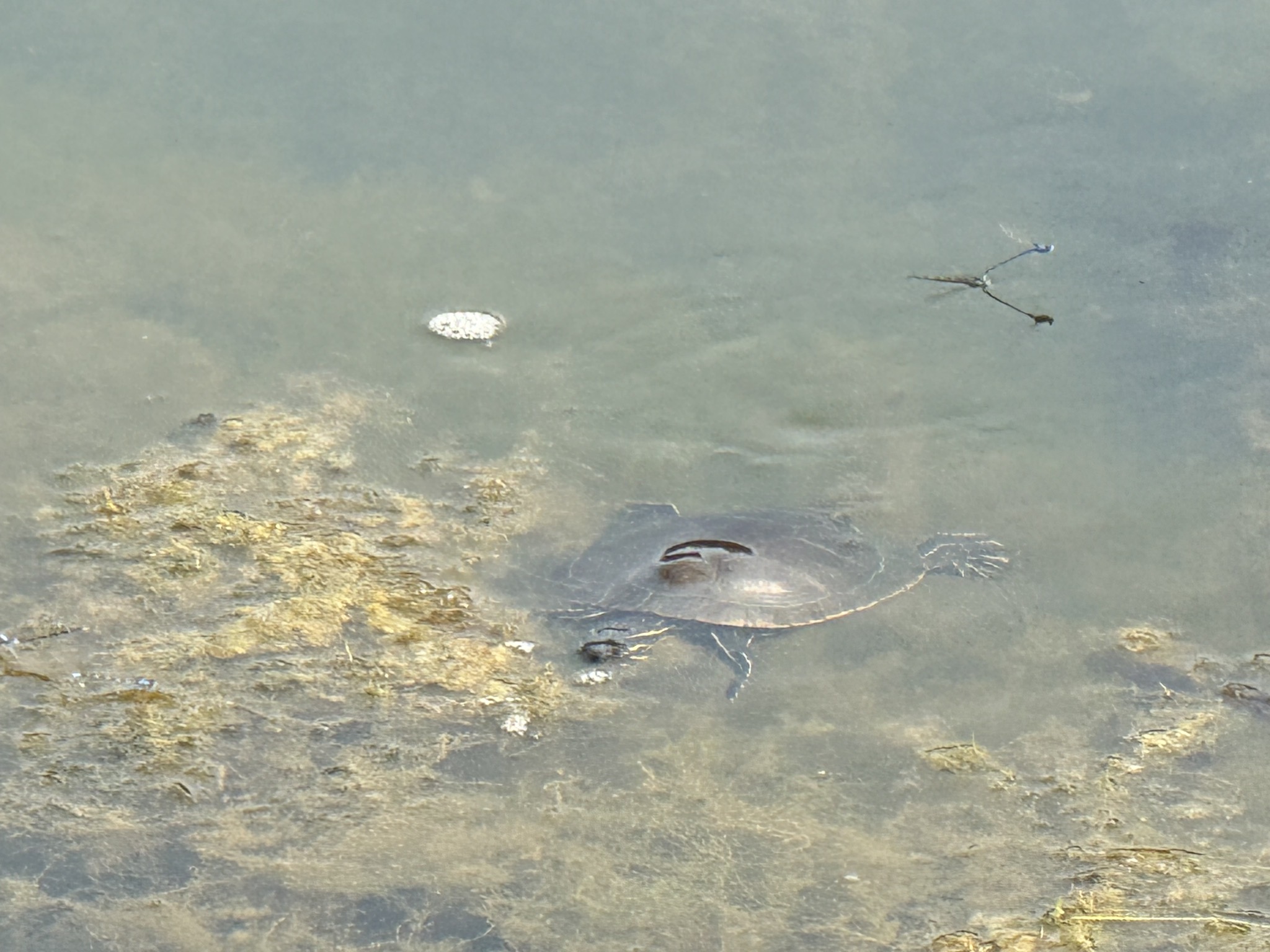 Turtle