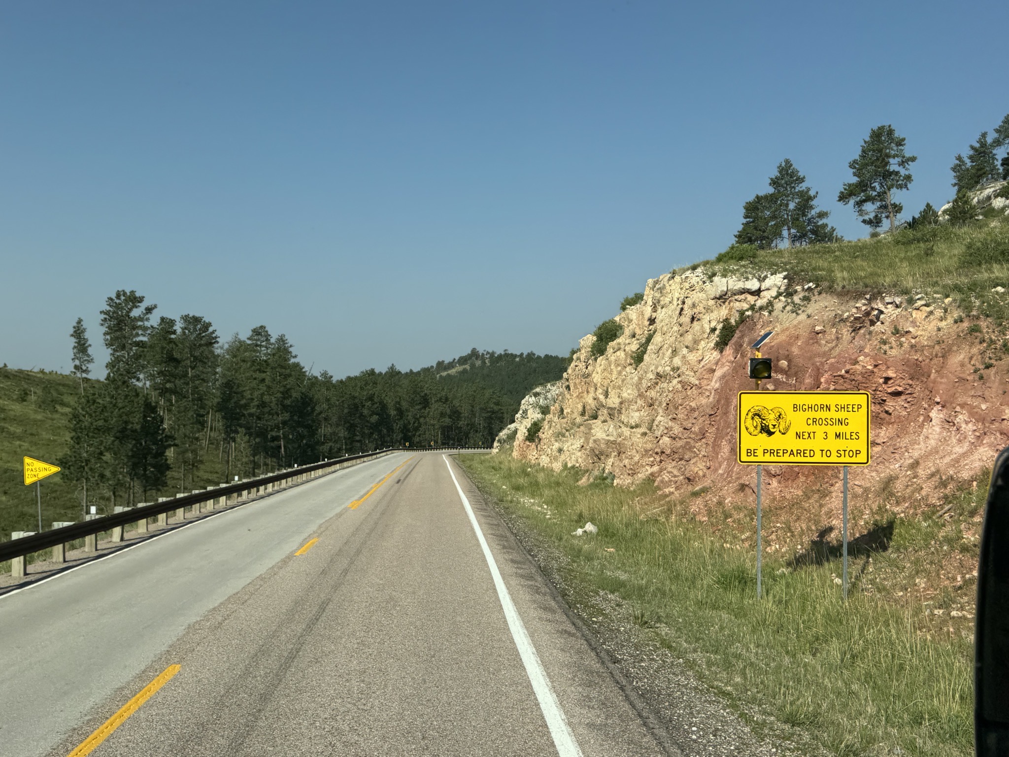 Bighorn Sheep Crossing