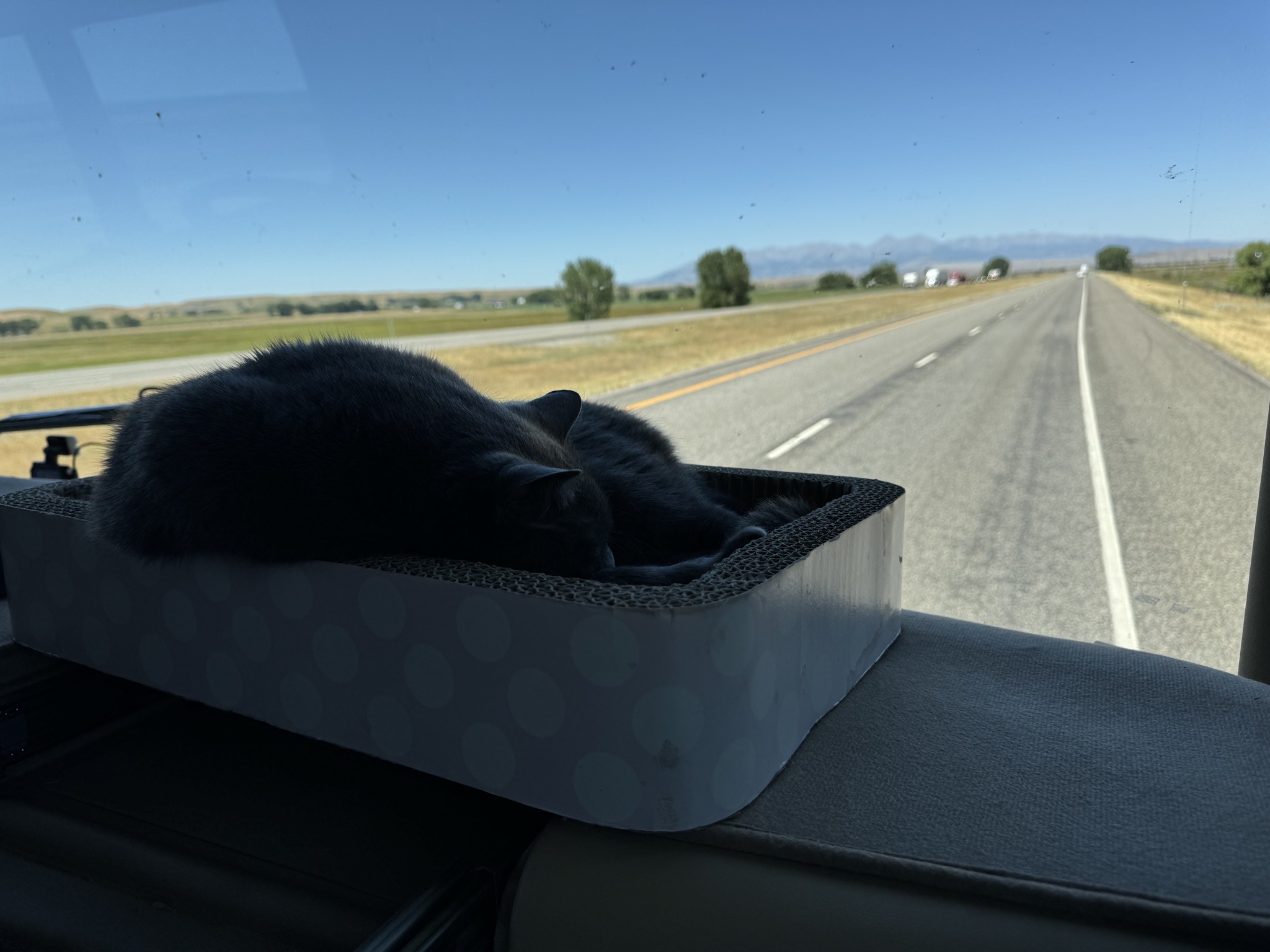 Paladin asleep in his dash bed while driving down the freeway