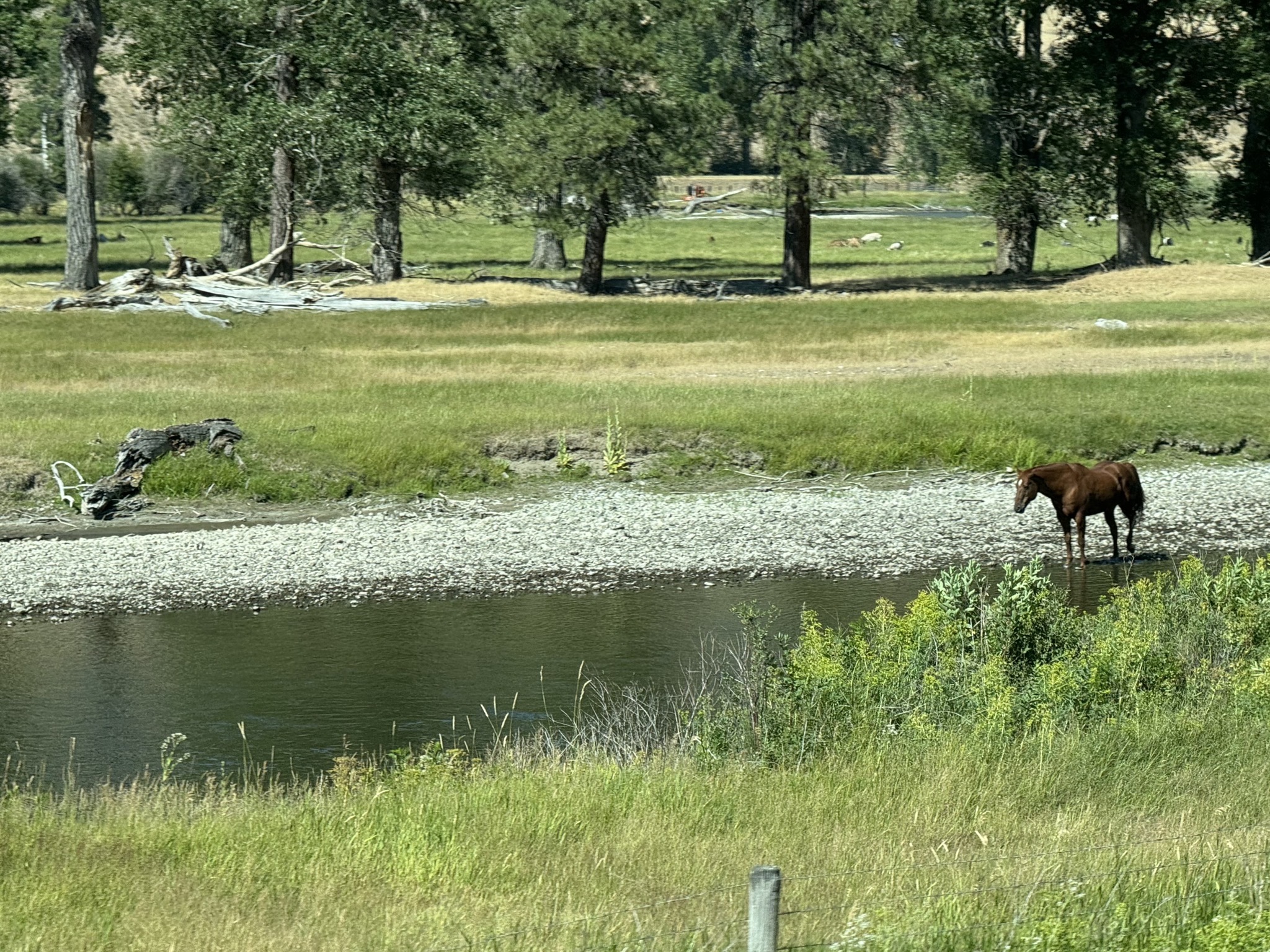 Horse