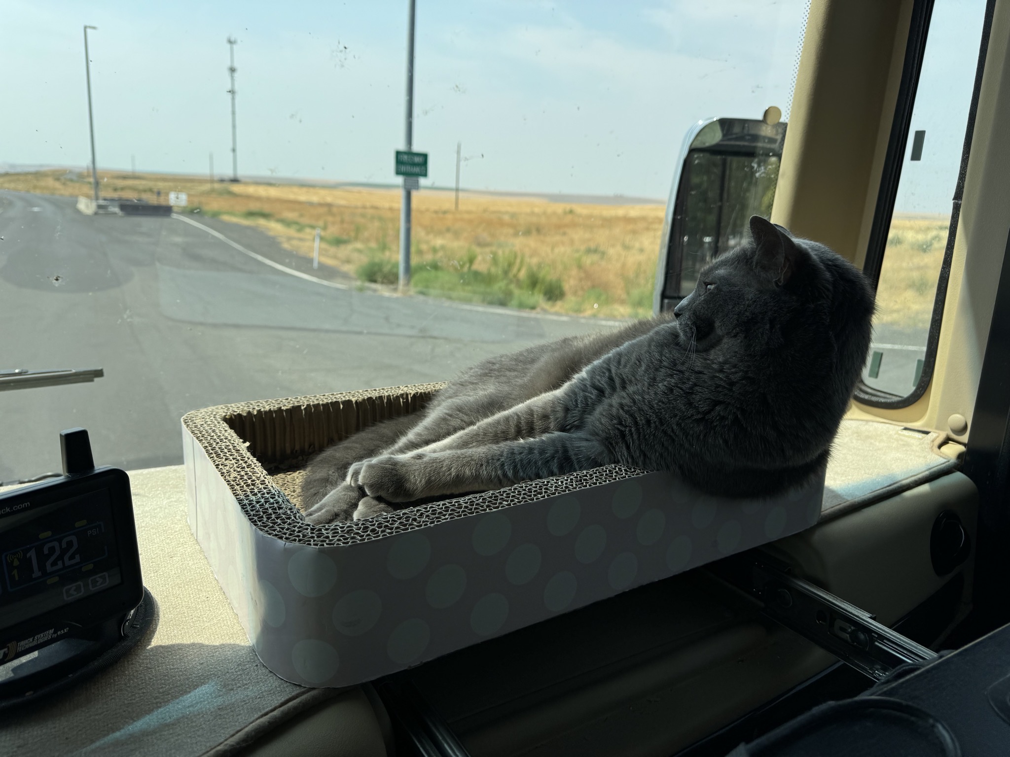 Paladin in his dash bed