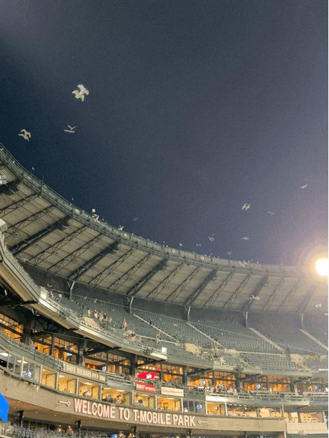 Seagulls scavaging the waste food