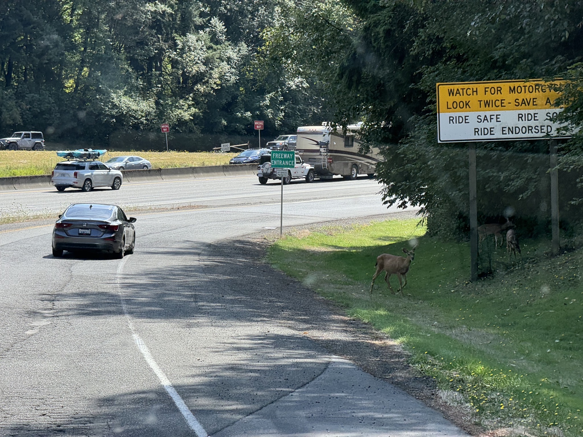 Deer next to freeway entrance