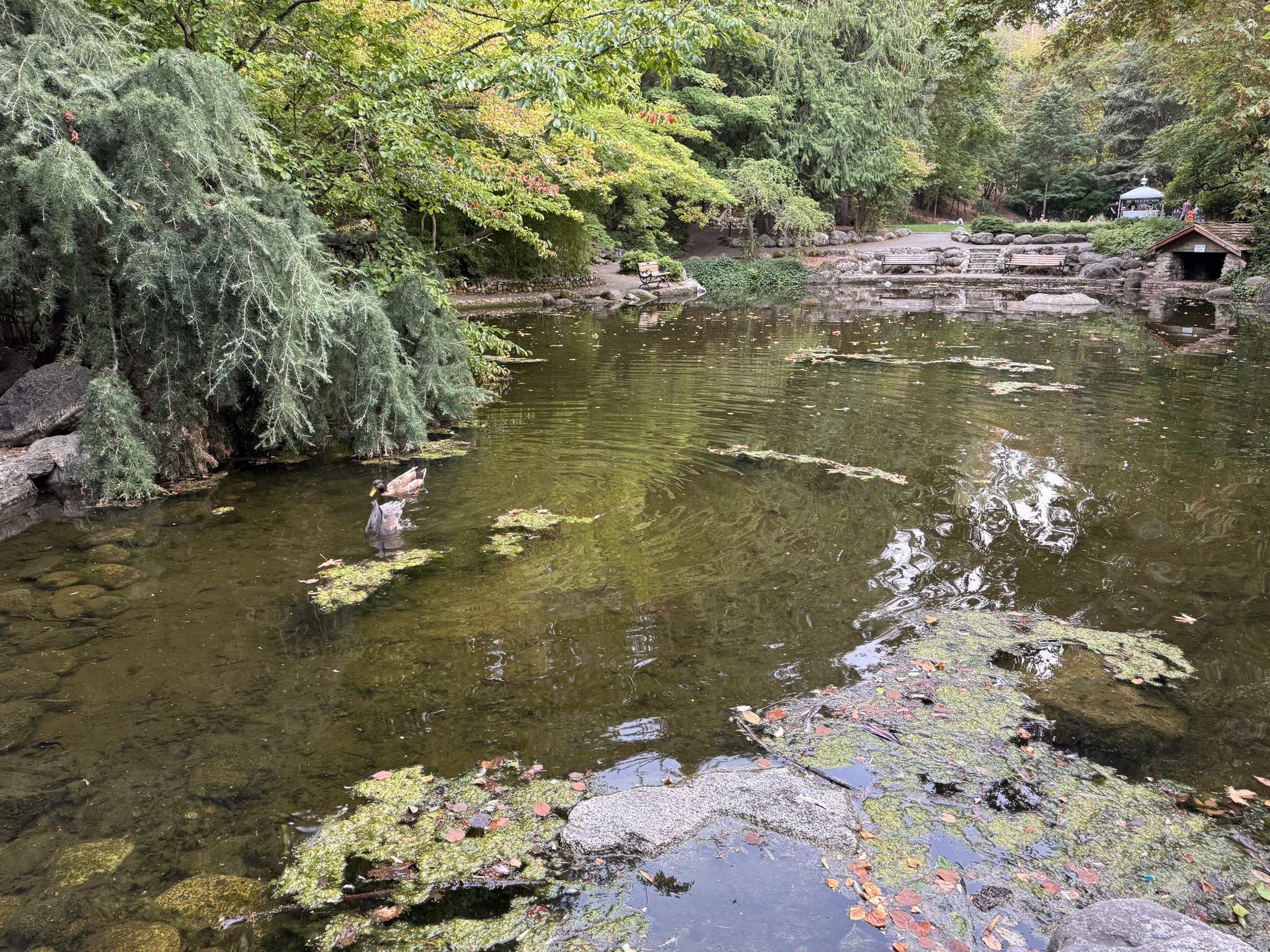 Lithia Park pond