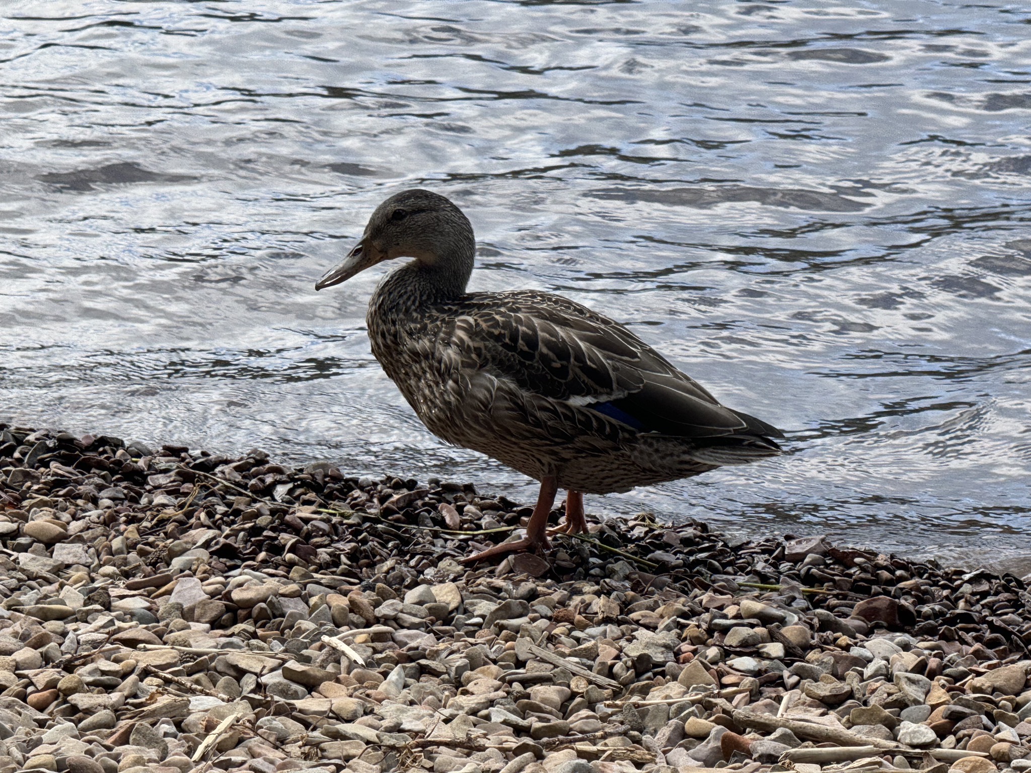 Duck