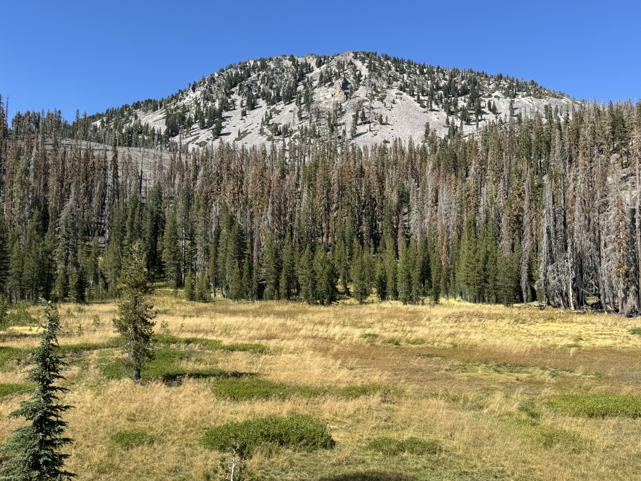 Lassen