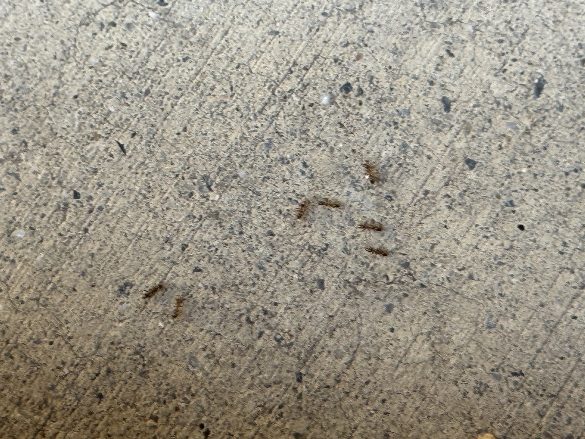 Ants