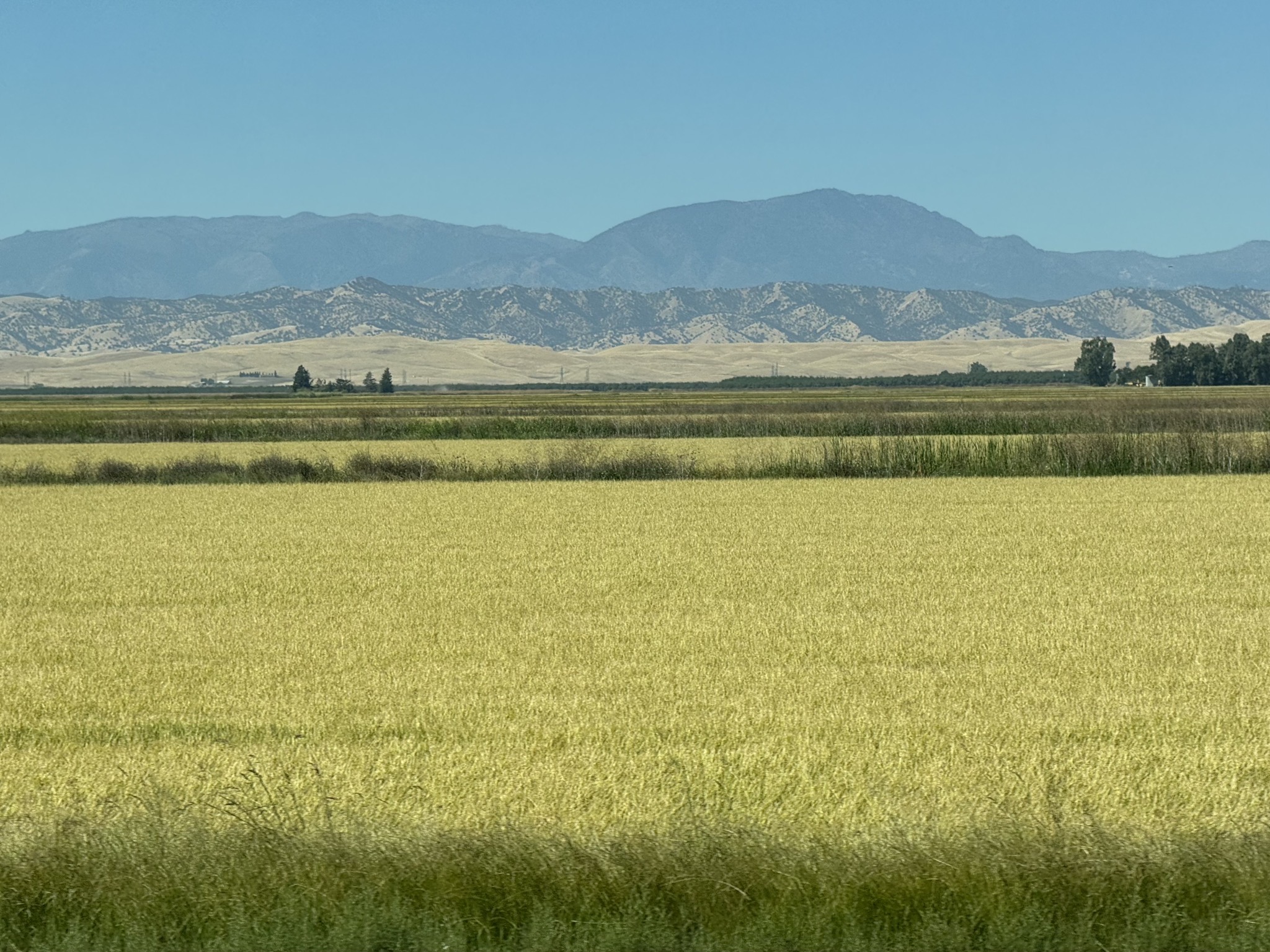 Rice field