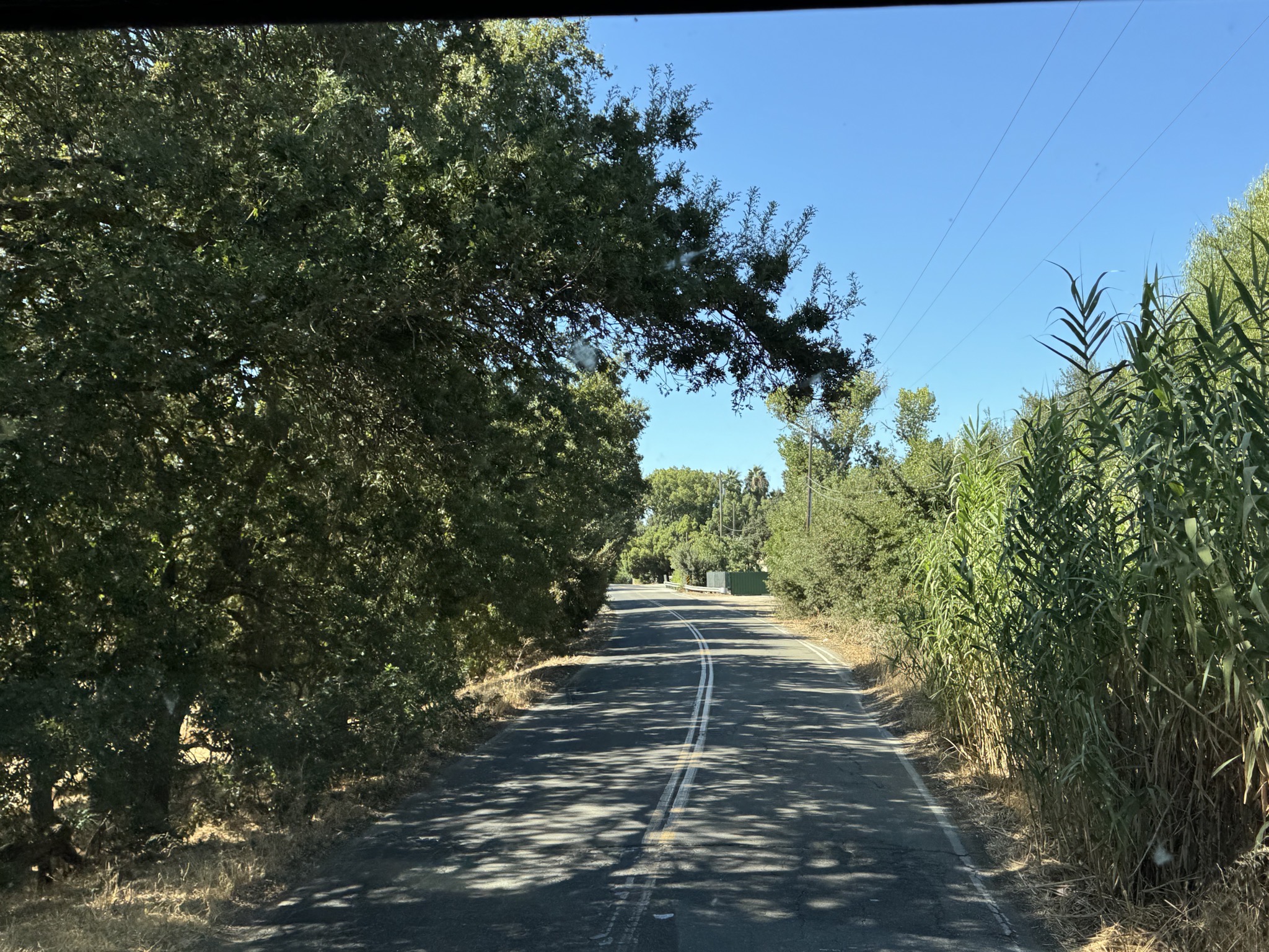 Low trees