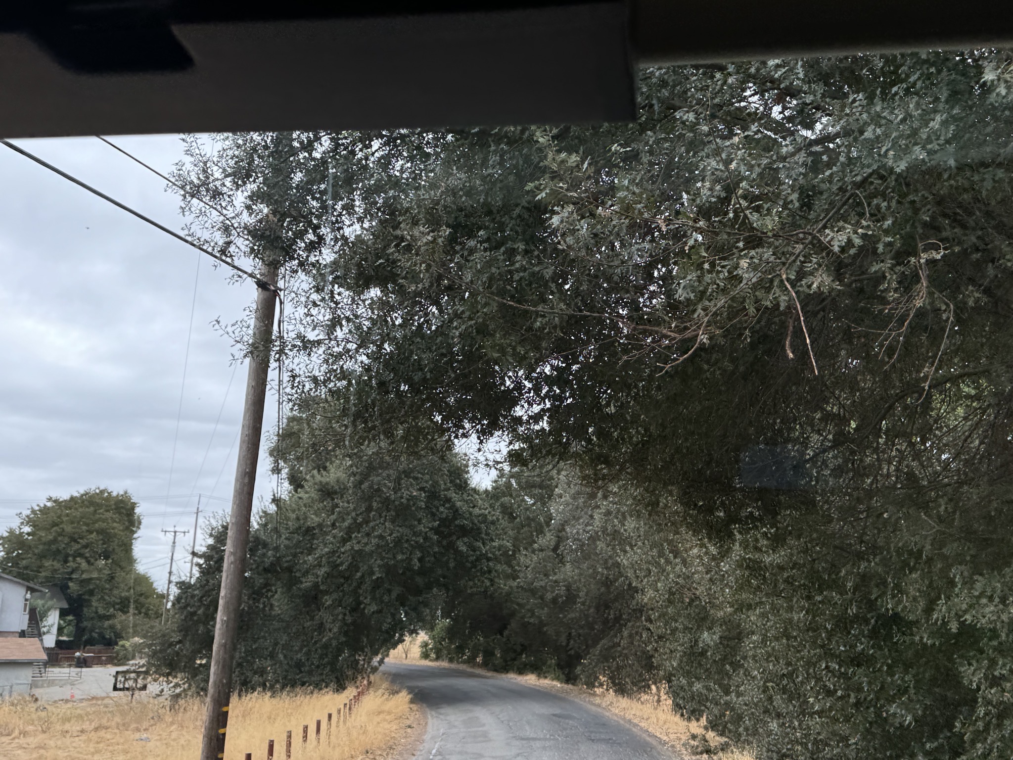 Low trees