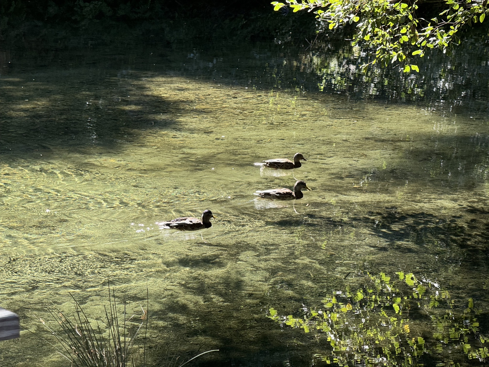 Ducks in the river