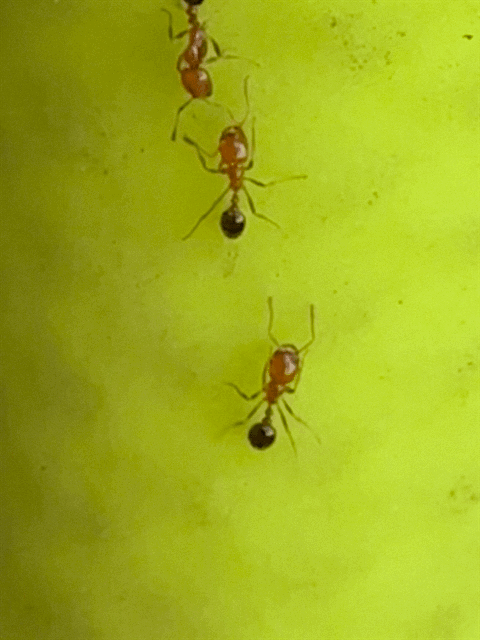 Ants