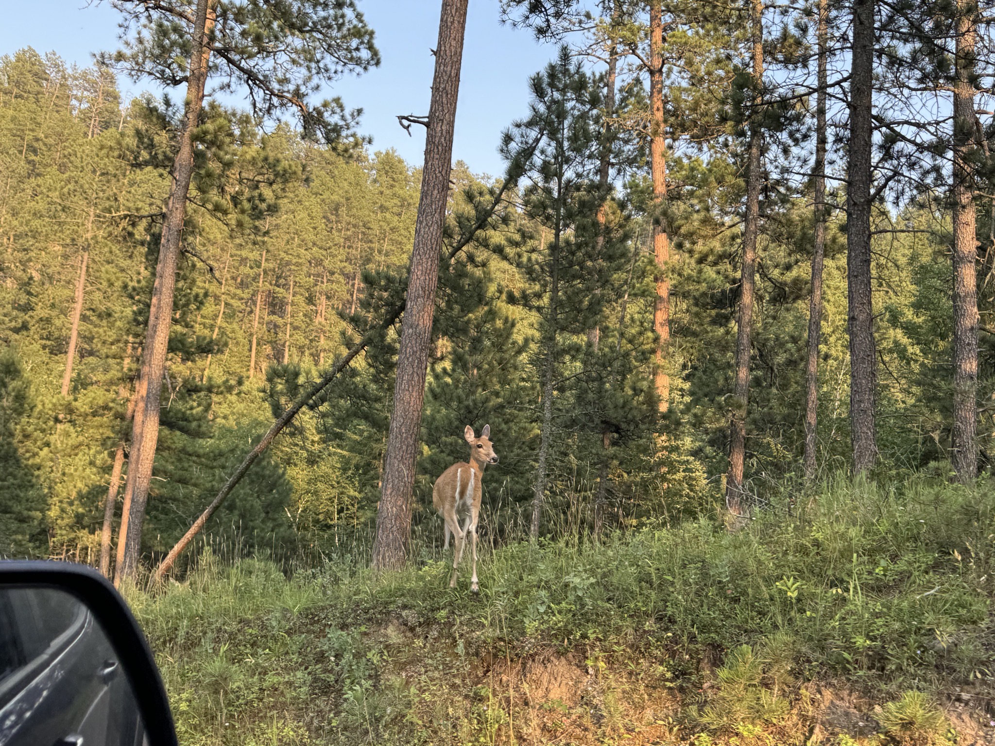 Deer