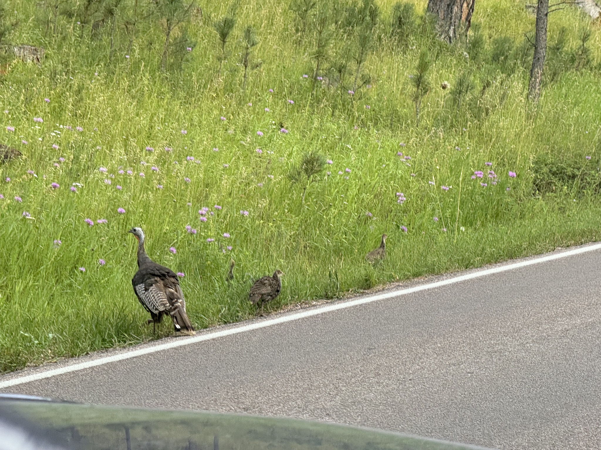 Turkeys