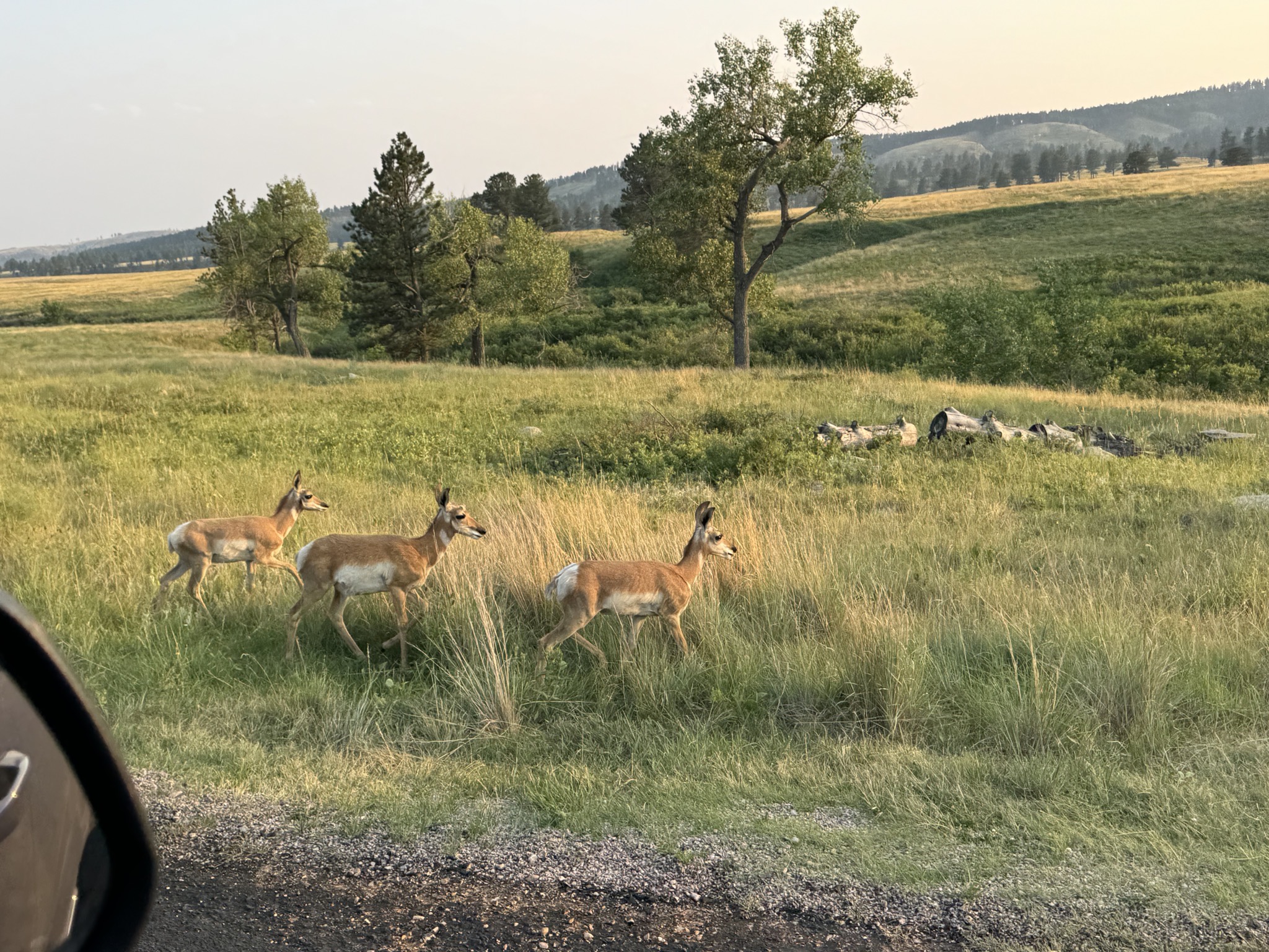 Deer
