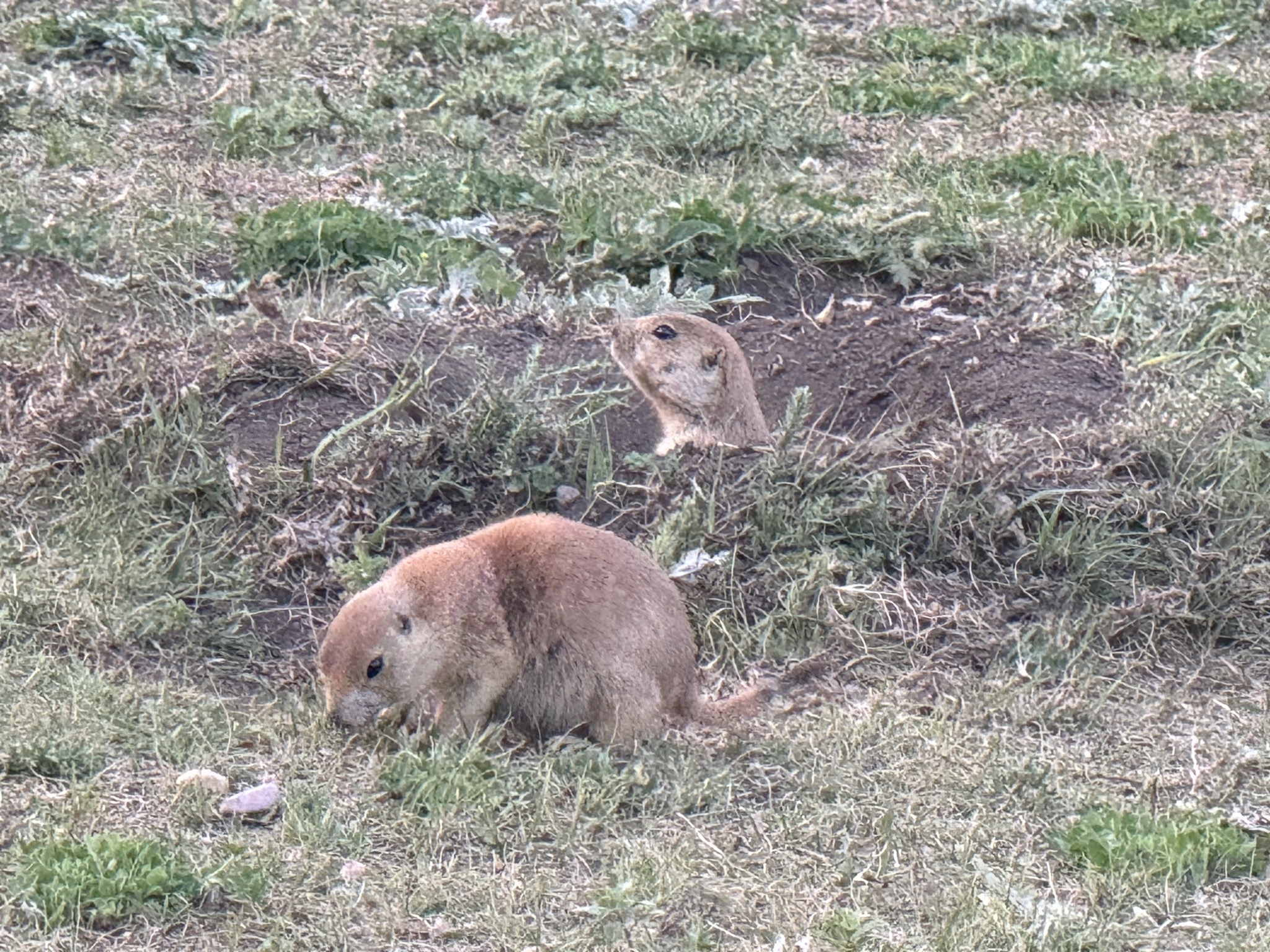 Prairie Dogs