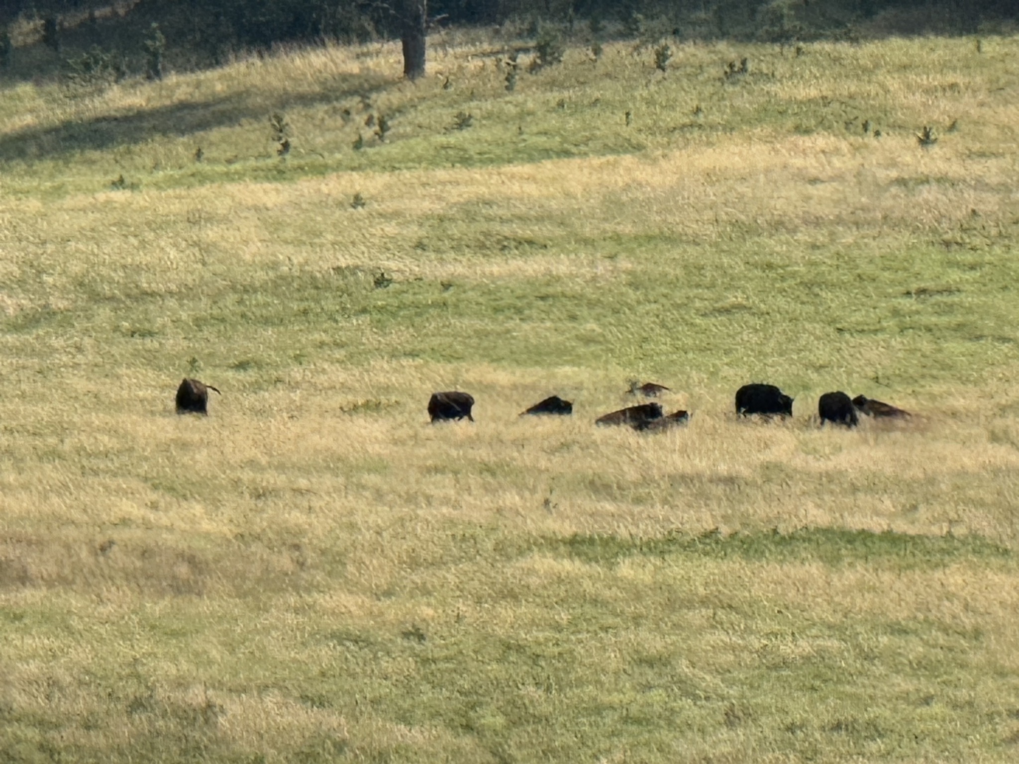 Bison in Wind Cave National Park