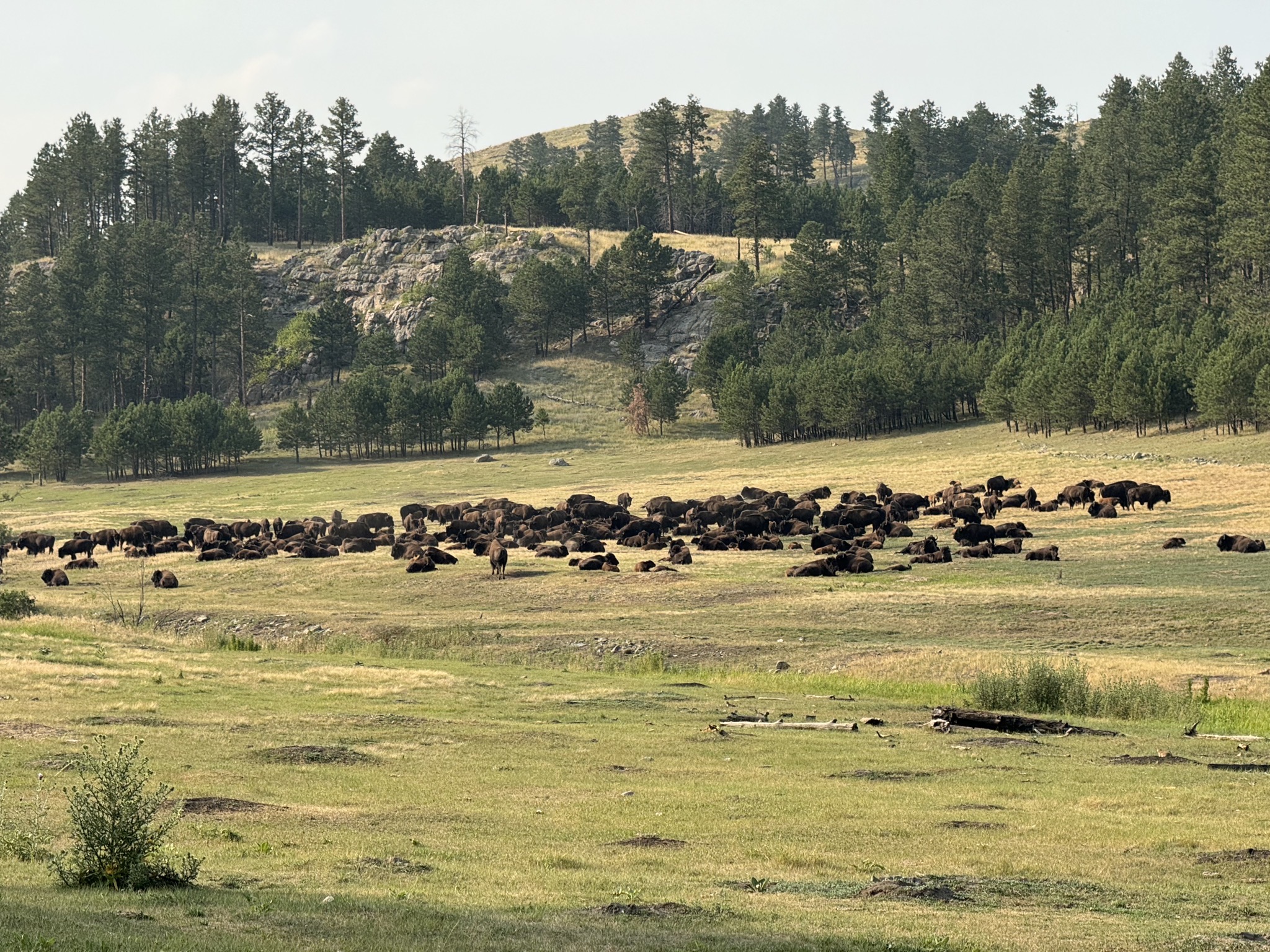 Bison