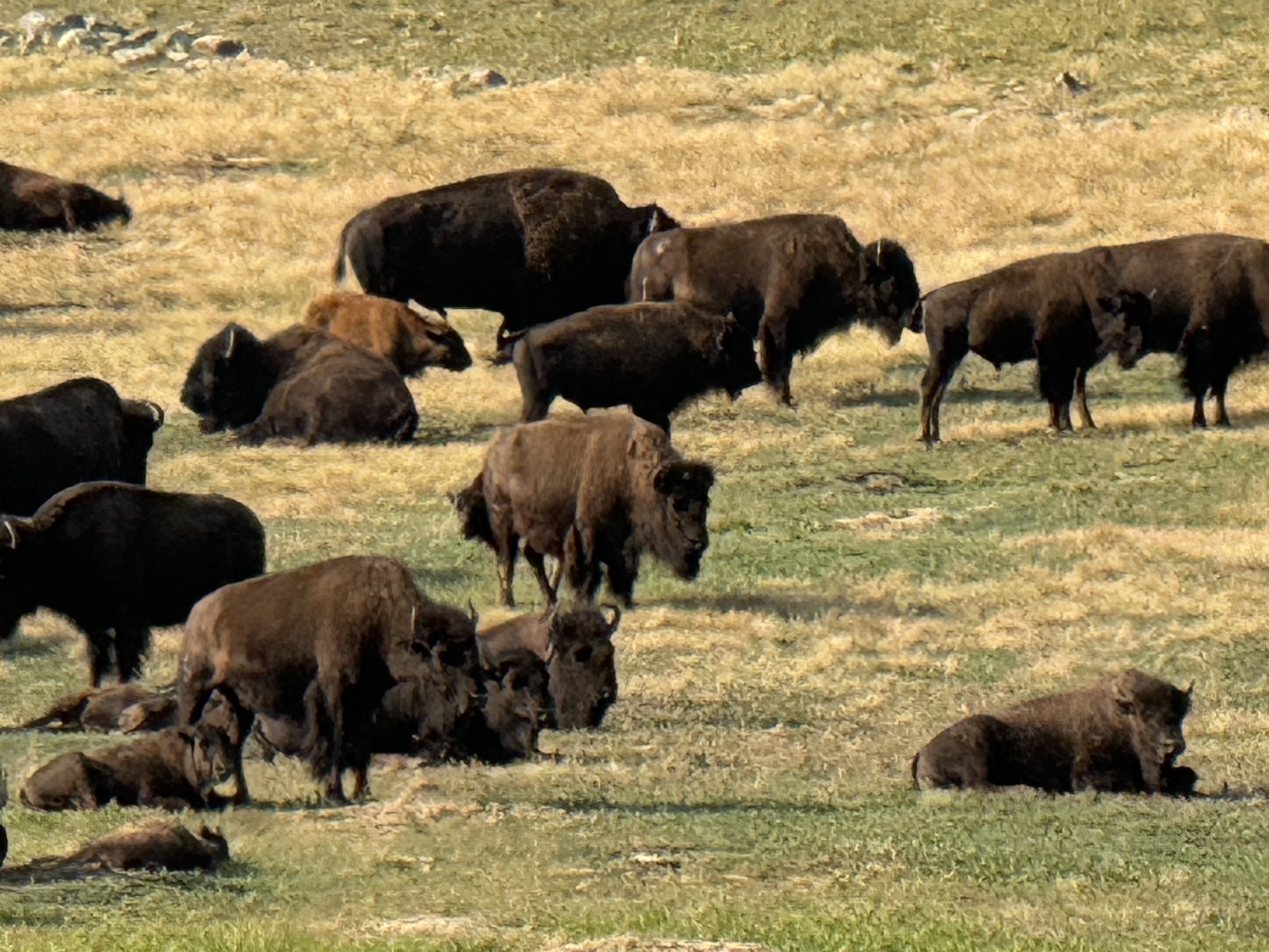 Bison