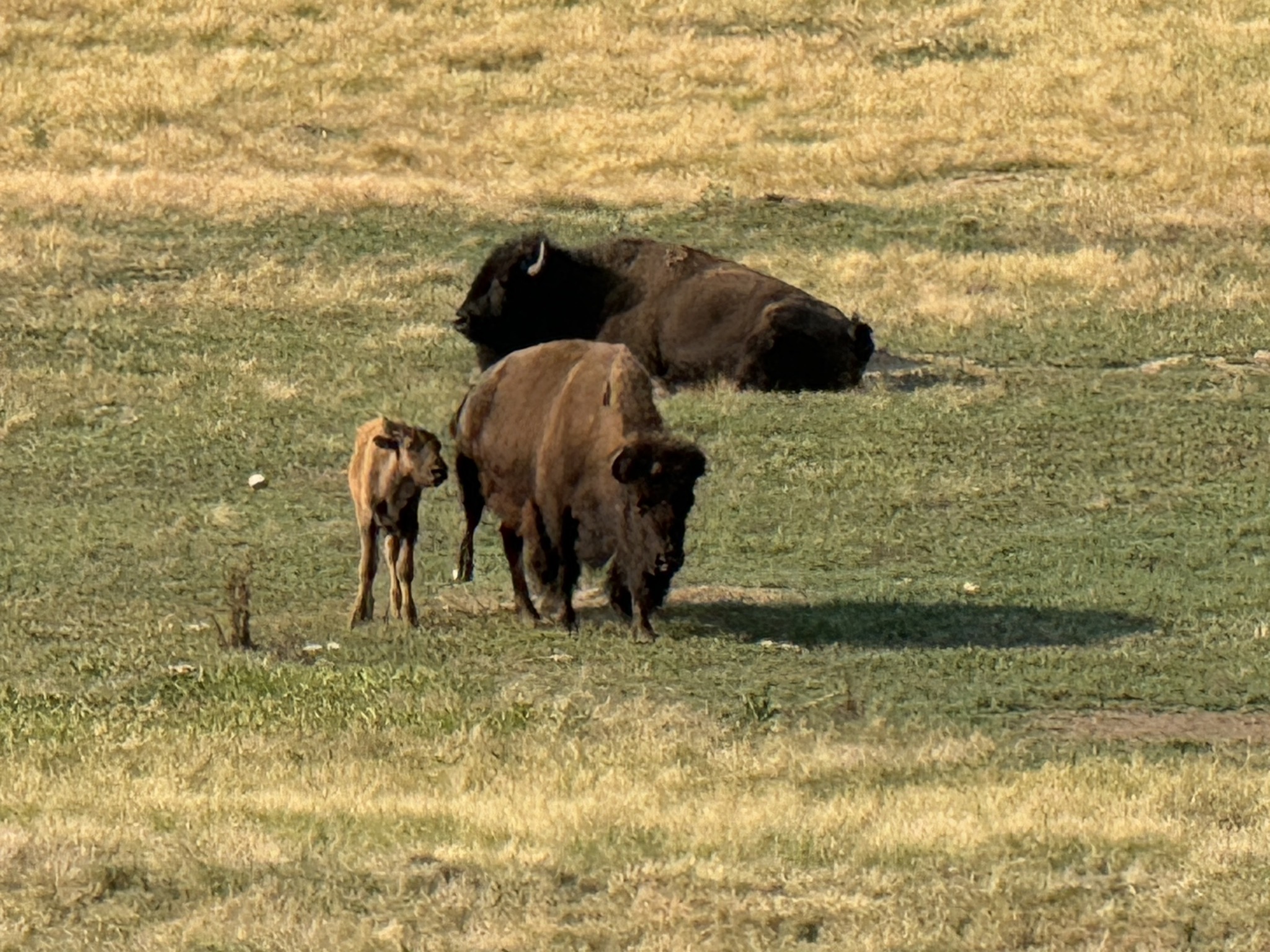Bison