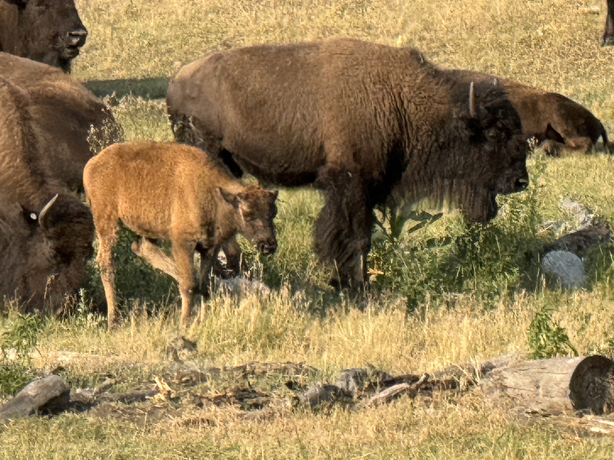Bison