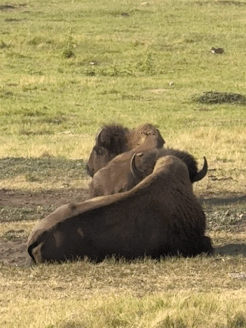 Bison