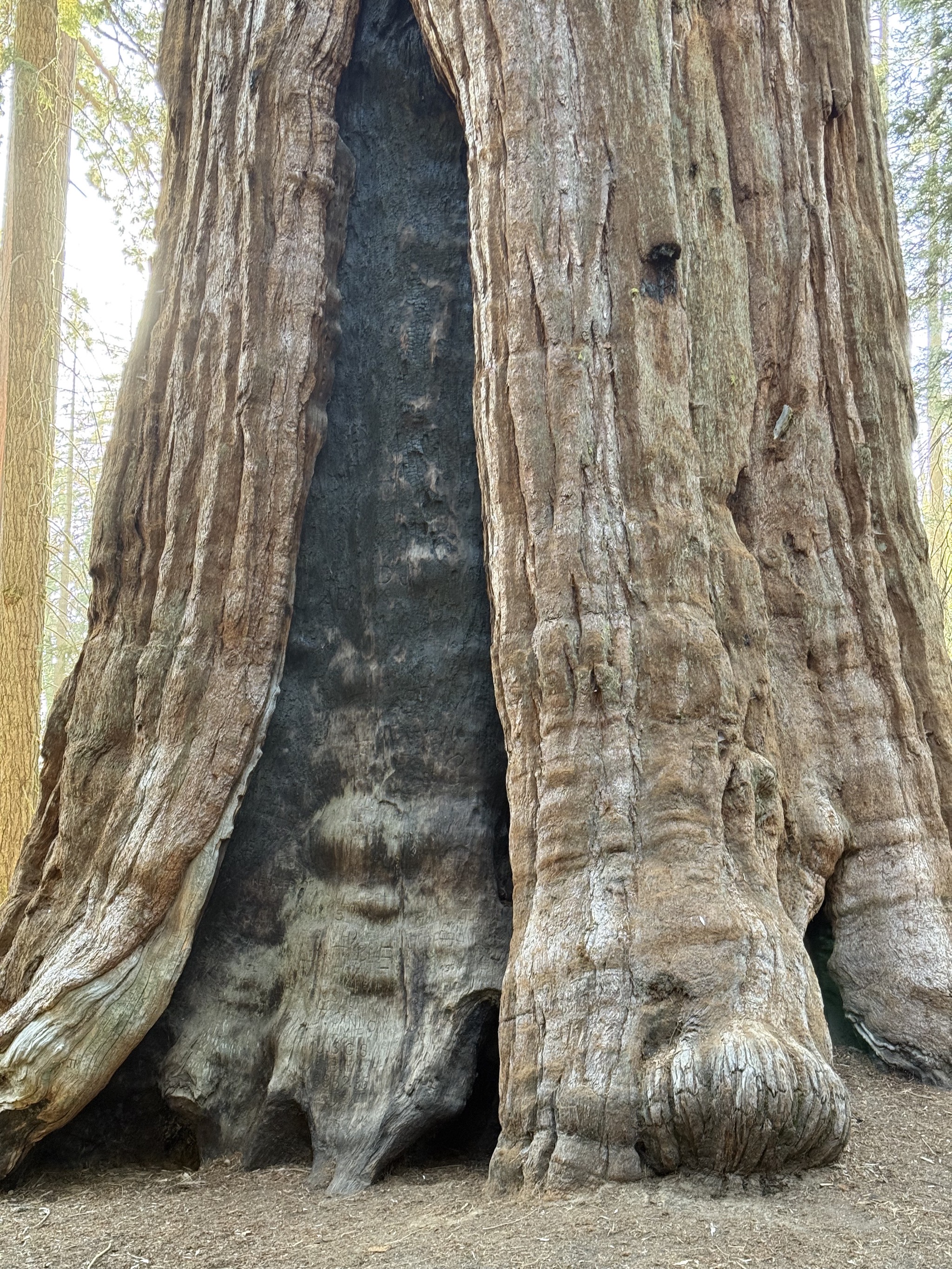 General Sherman tree