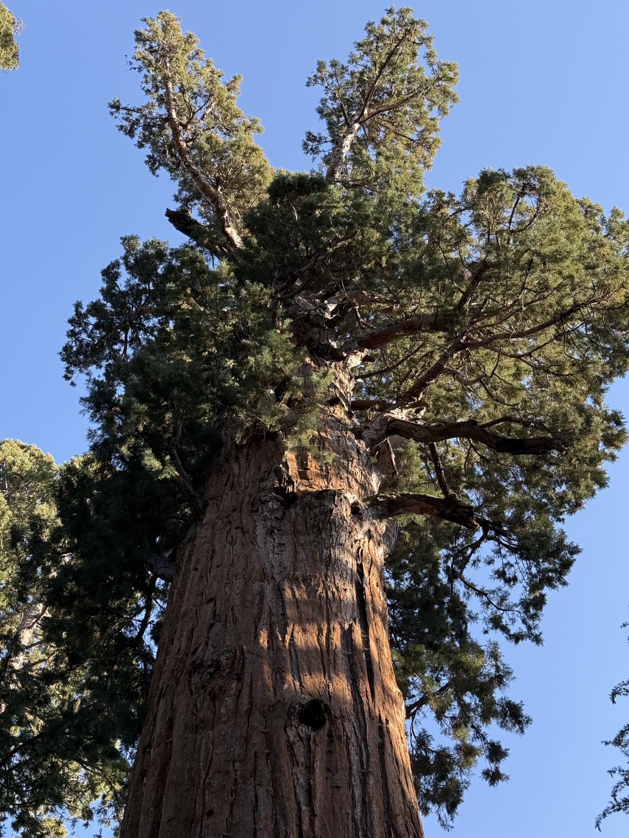 General Sherman tree