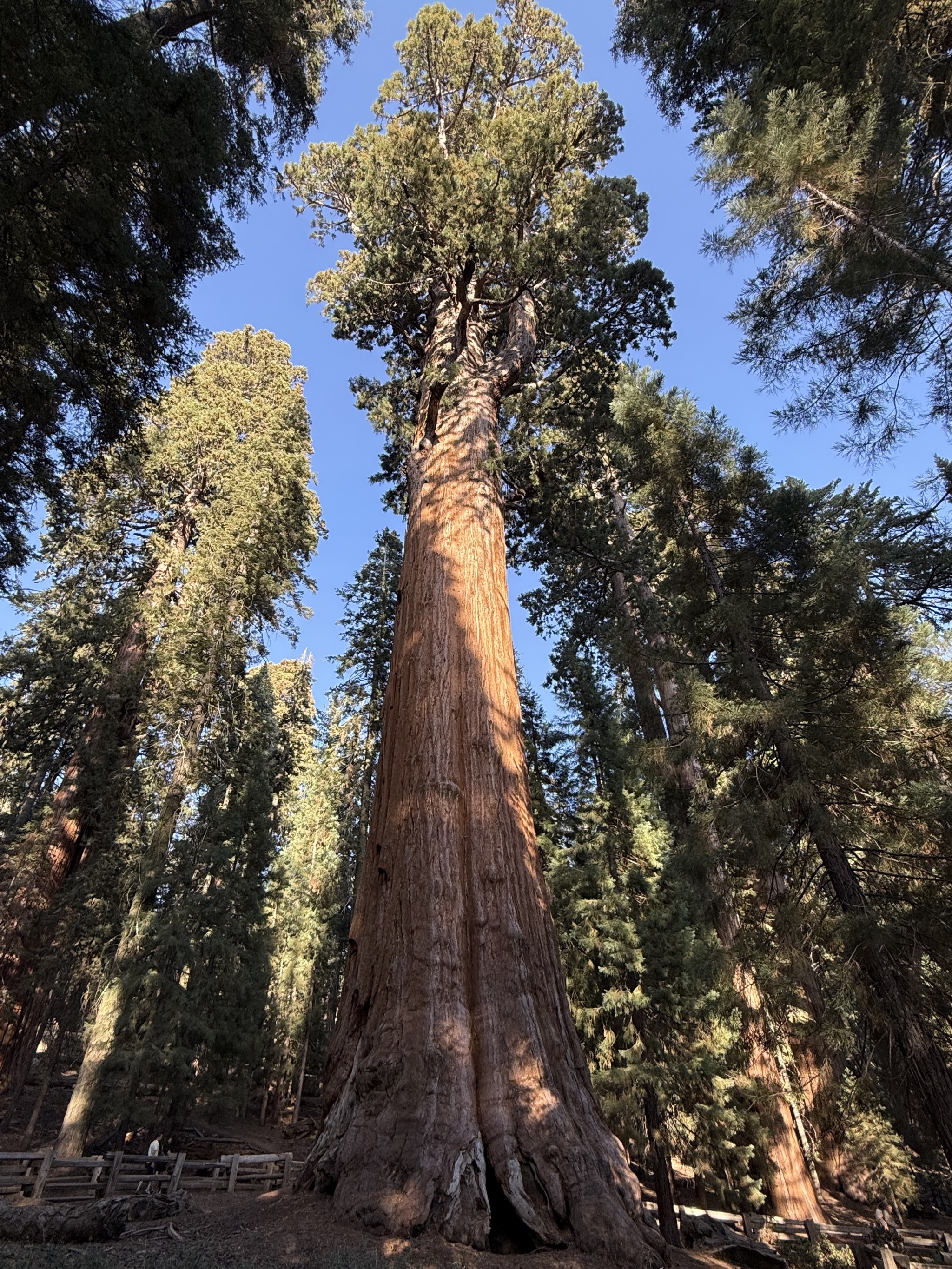 General Sherman tree