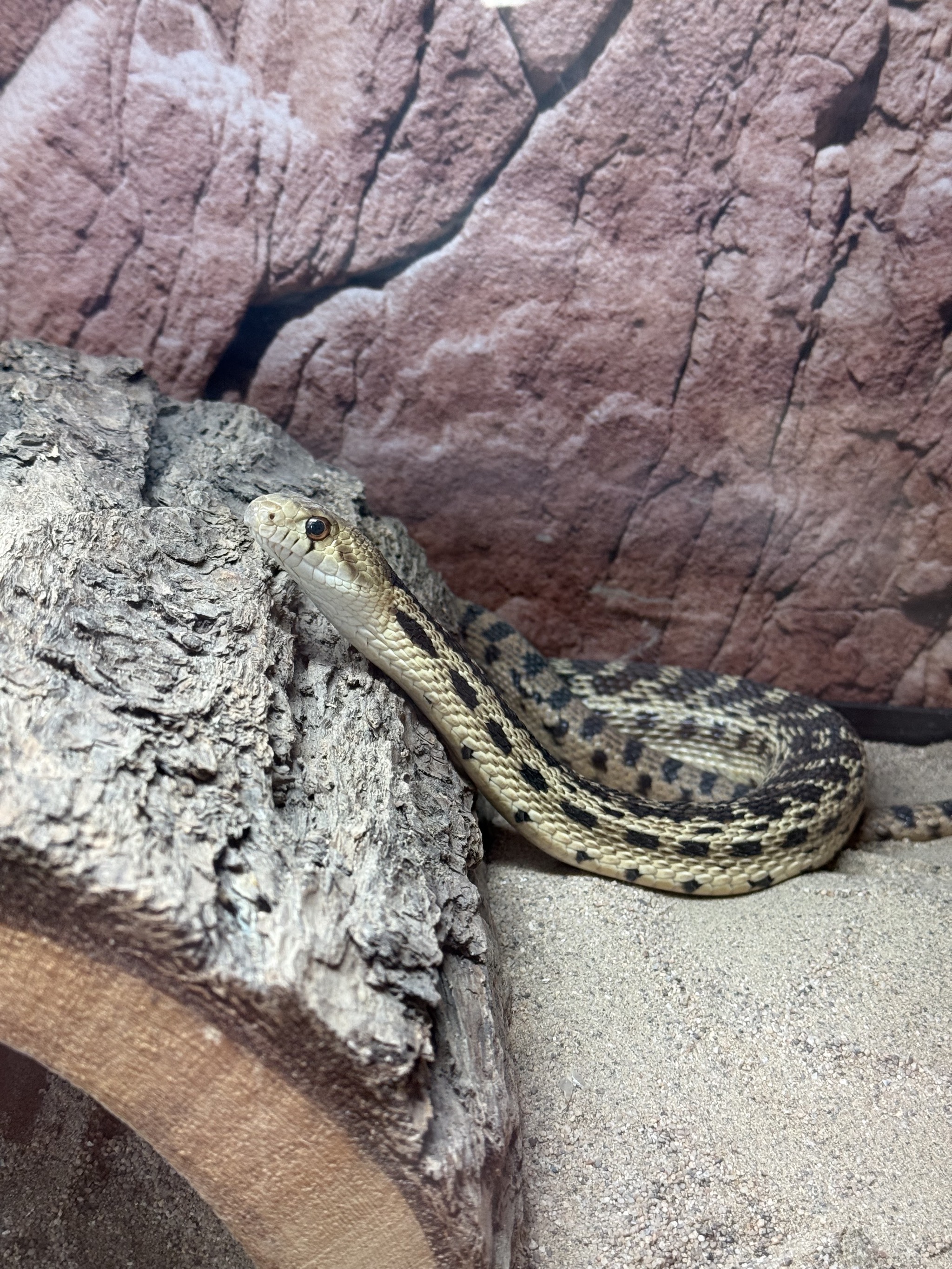 Snake