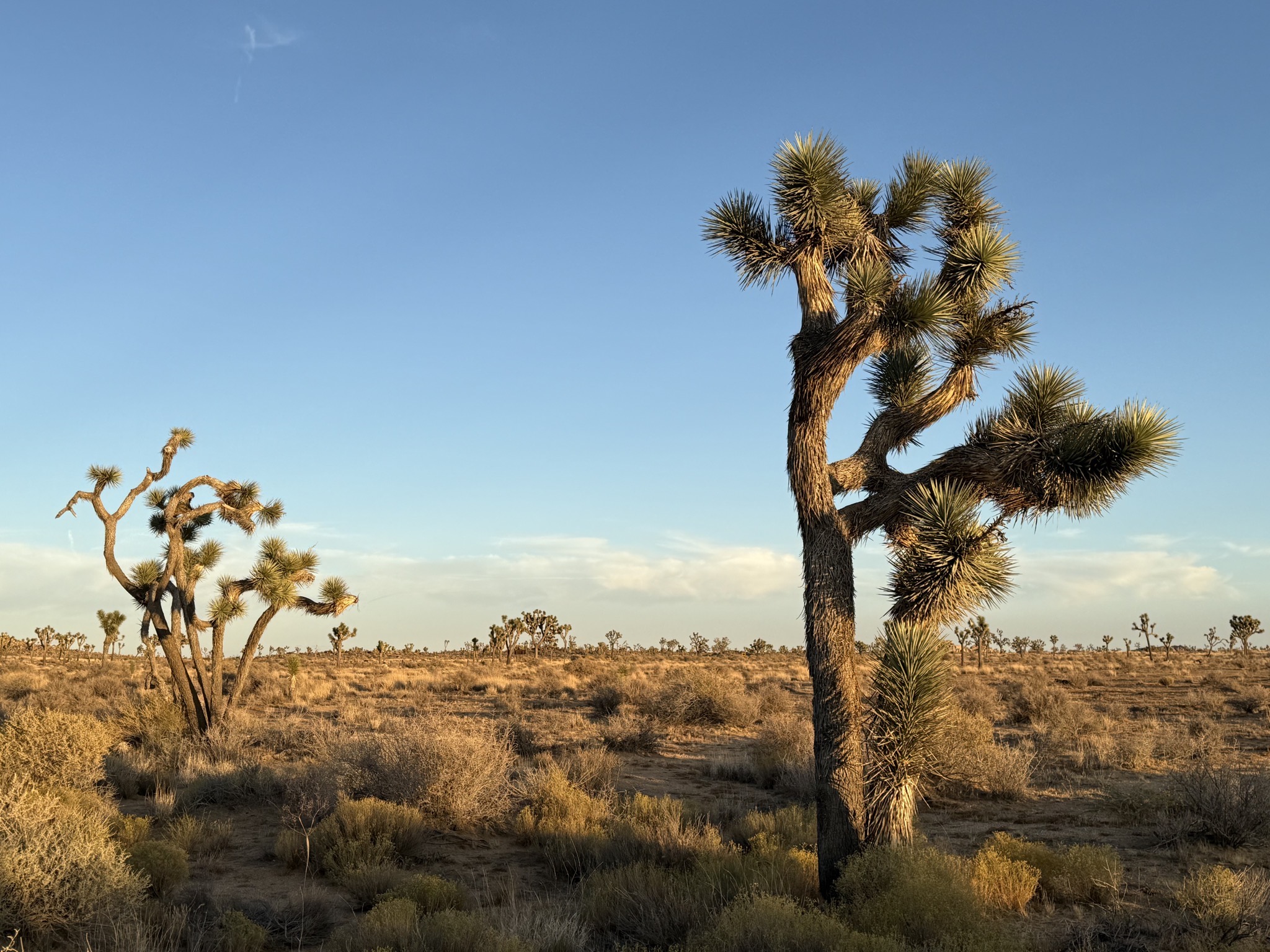 Joshua trees