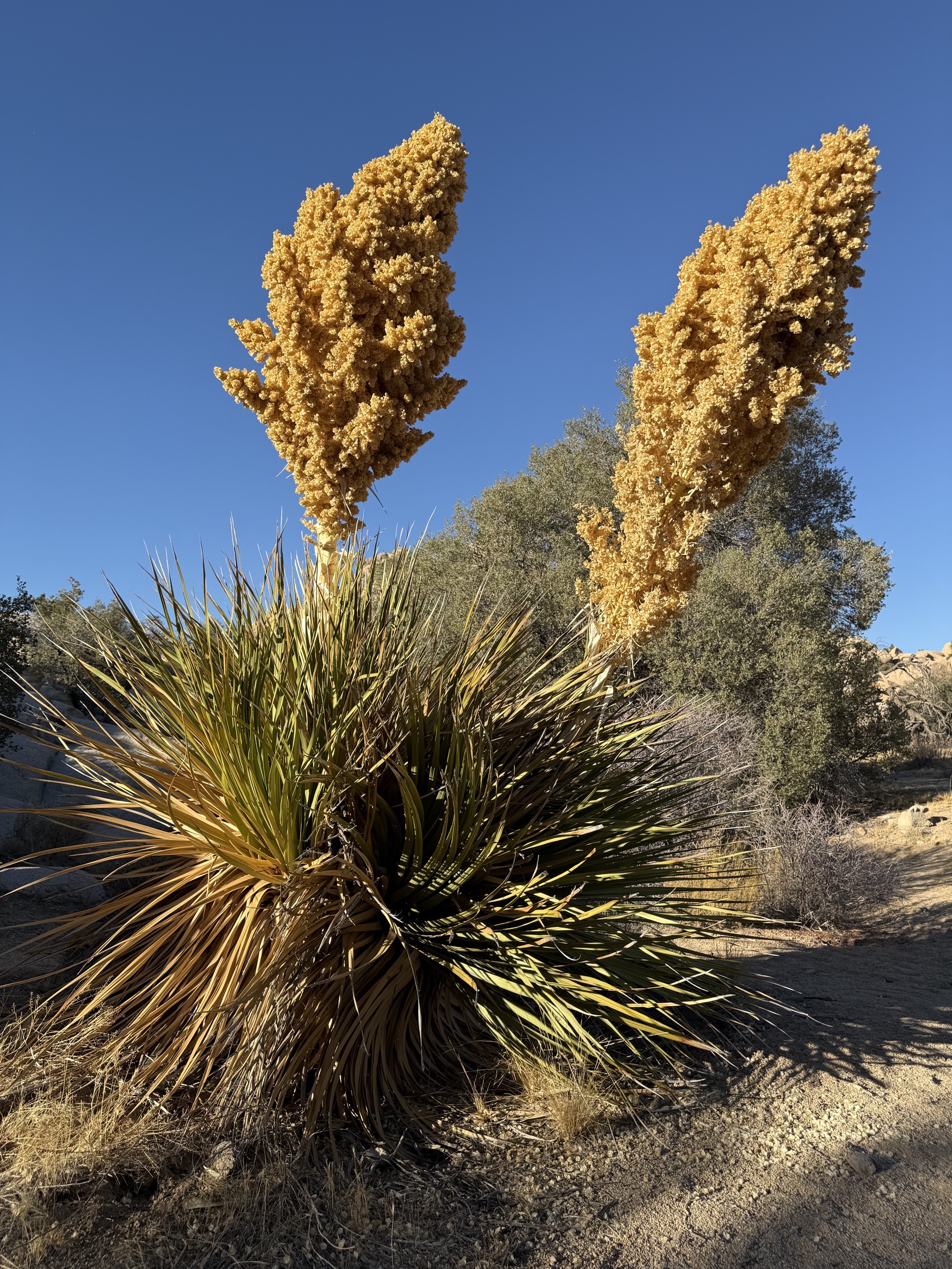 Wonderland Ranch ruins