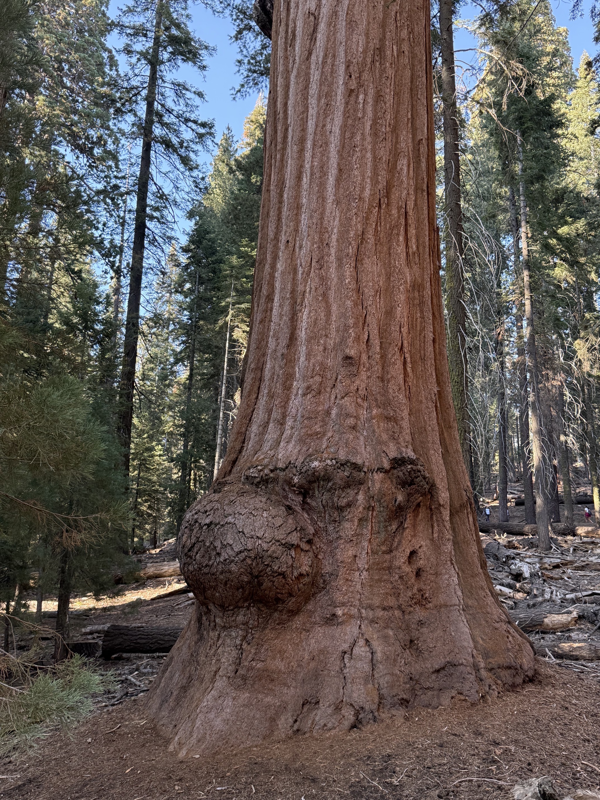 Another tree