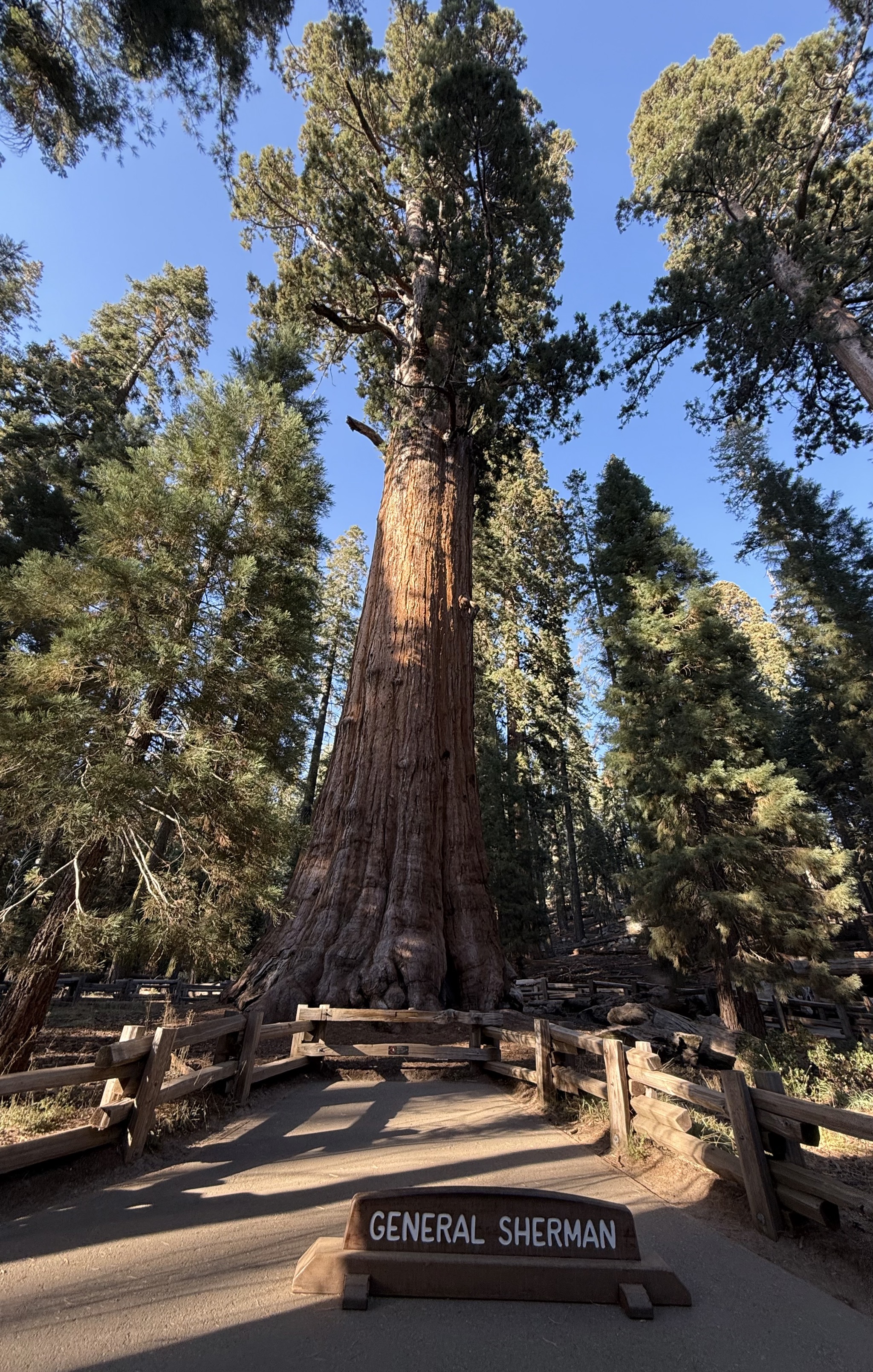 General Sherman tree