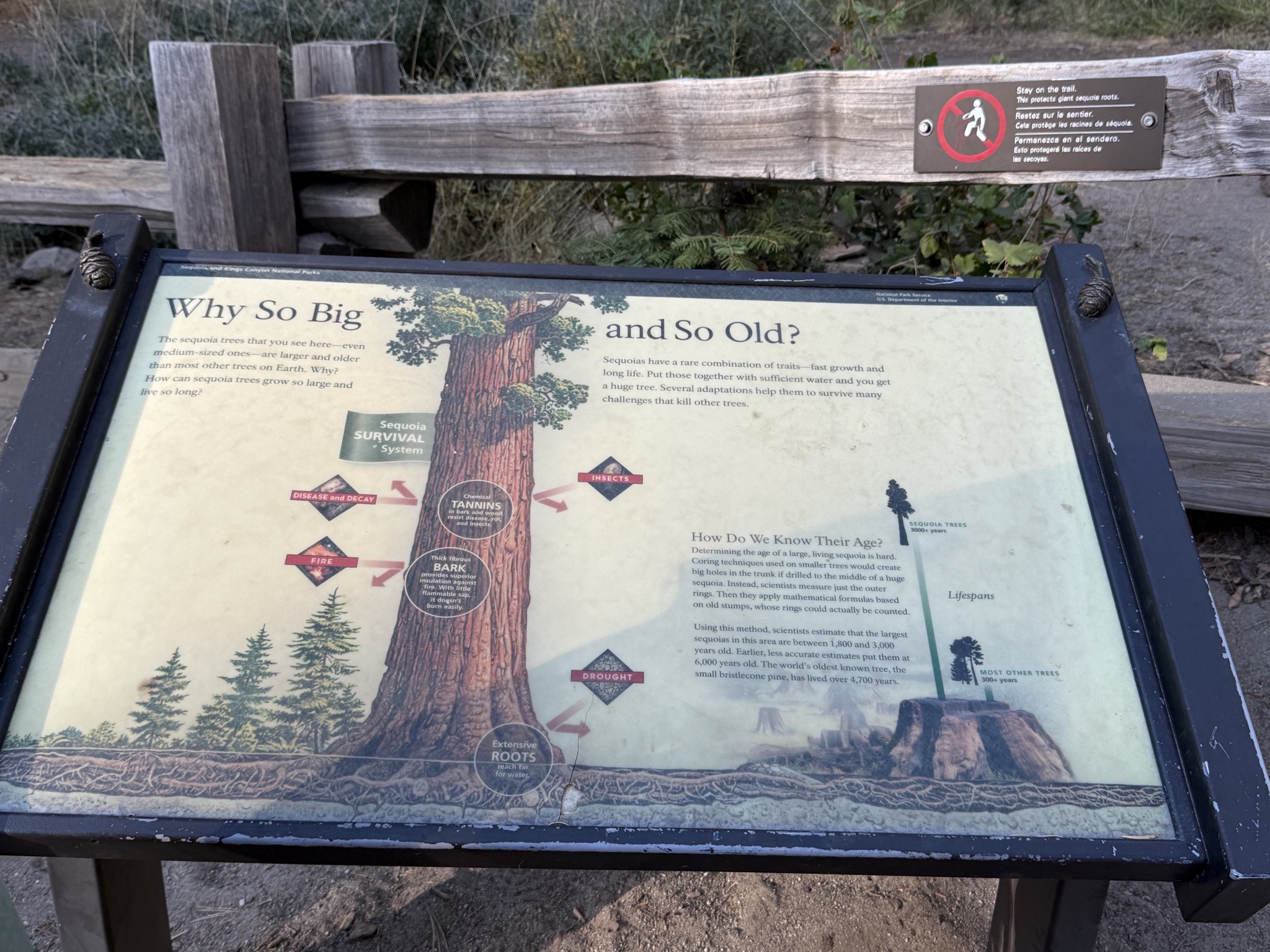 General Sherman tree