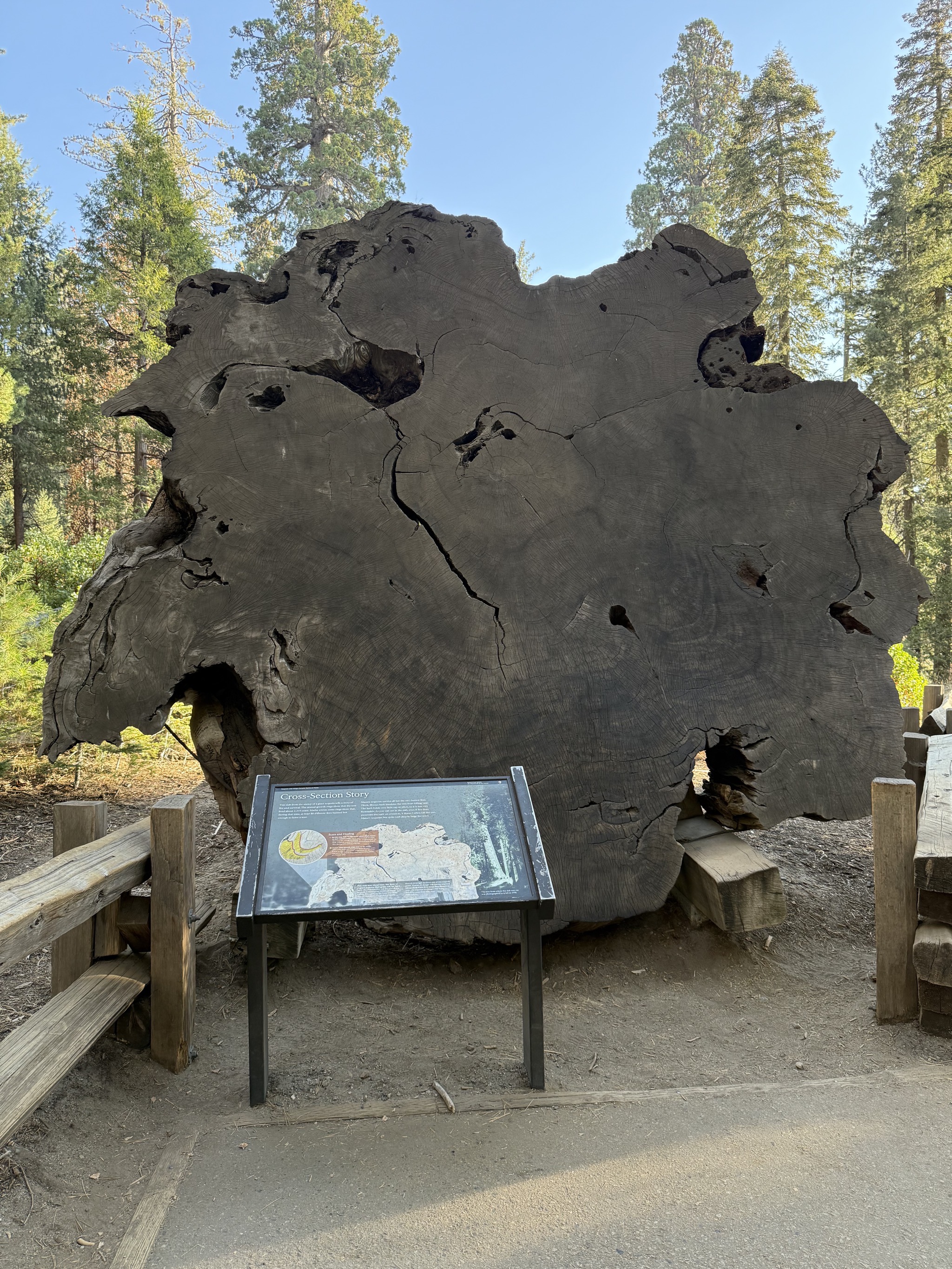 Tree cross section