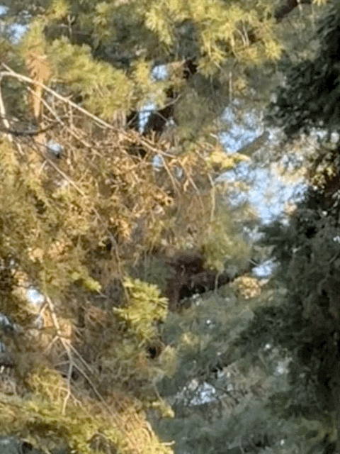 Bears in tree