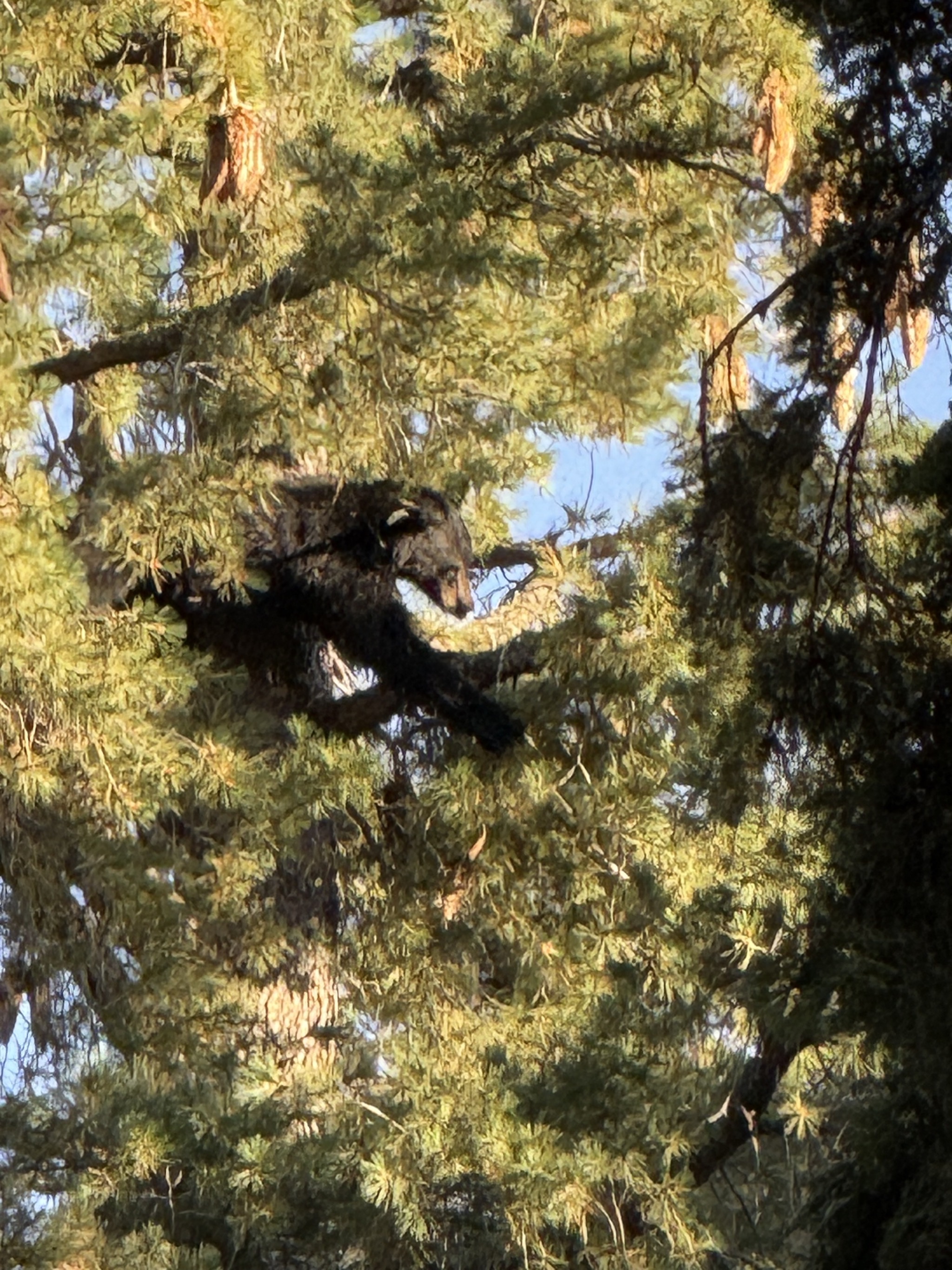 Bears in tree