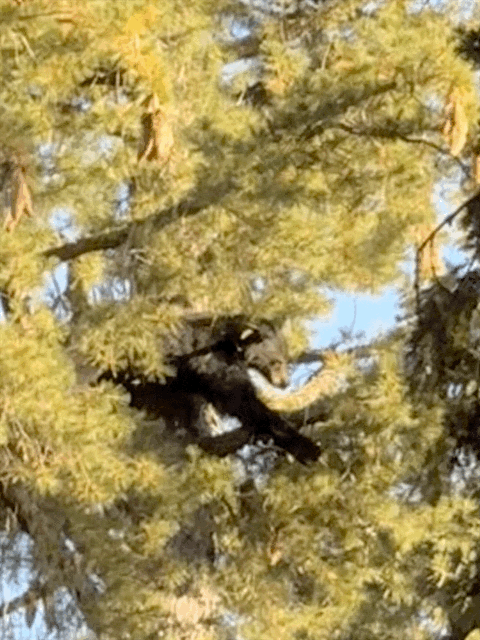 Bears in tree