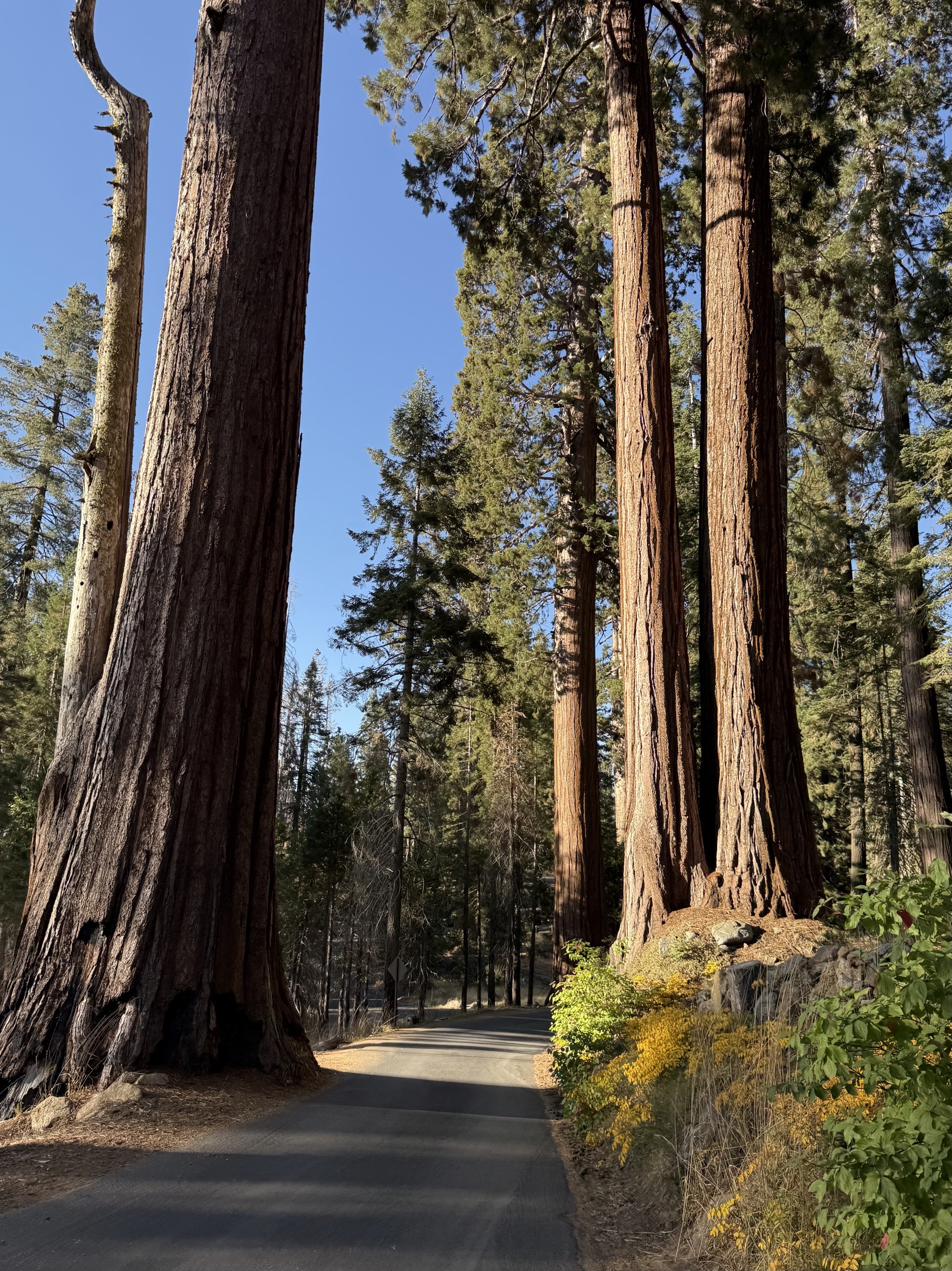 Tall trees