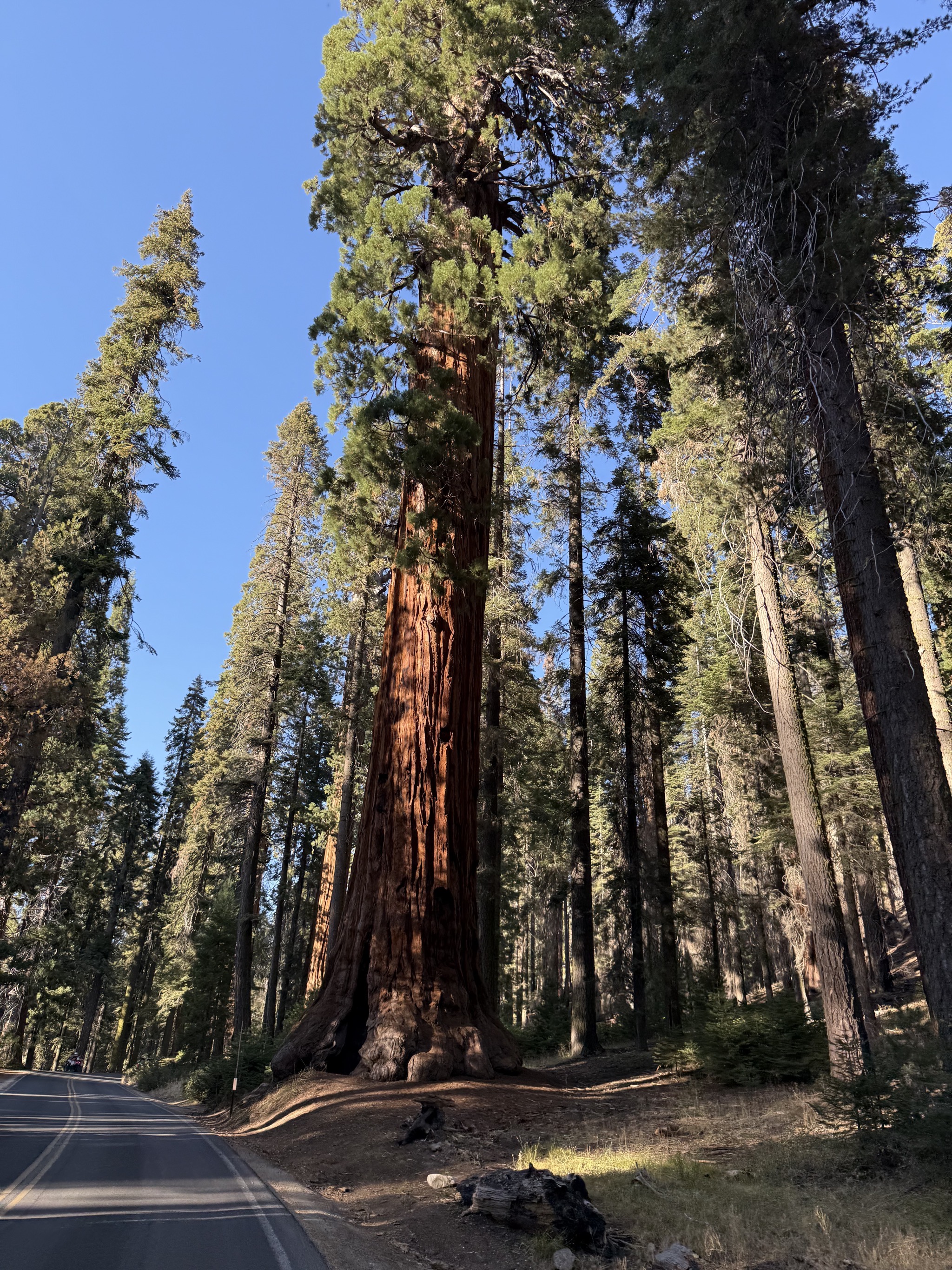Tall trees