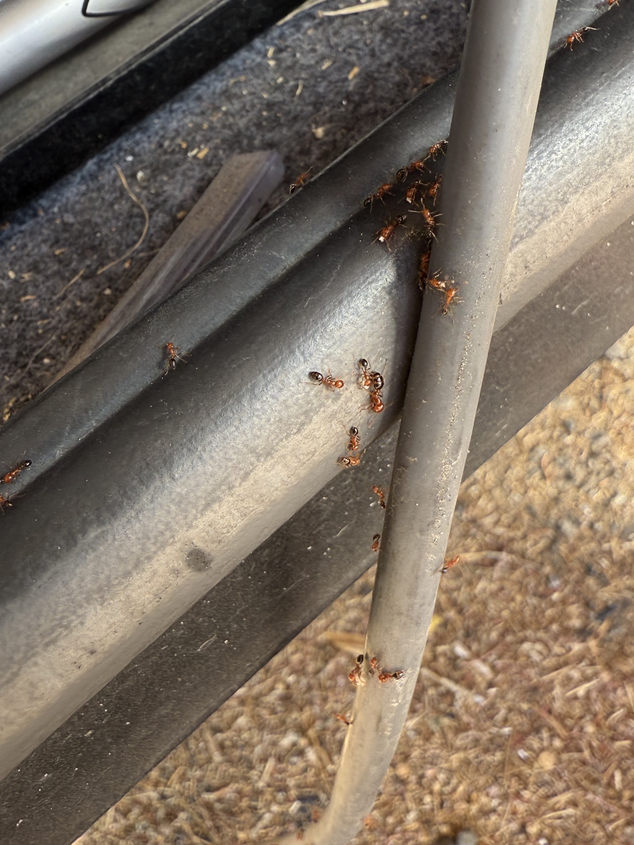 Ants