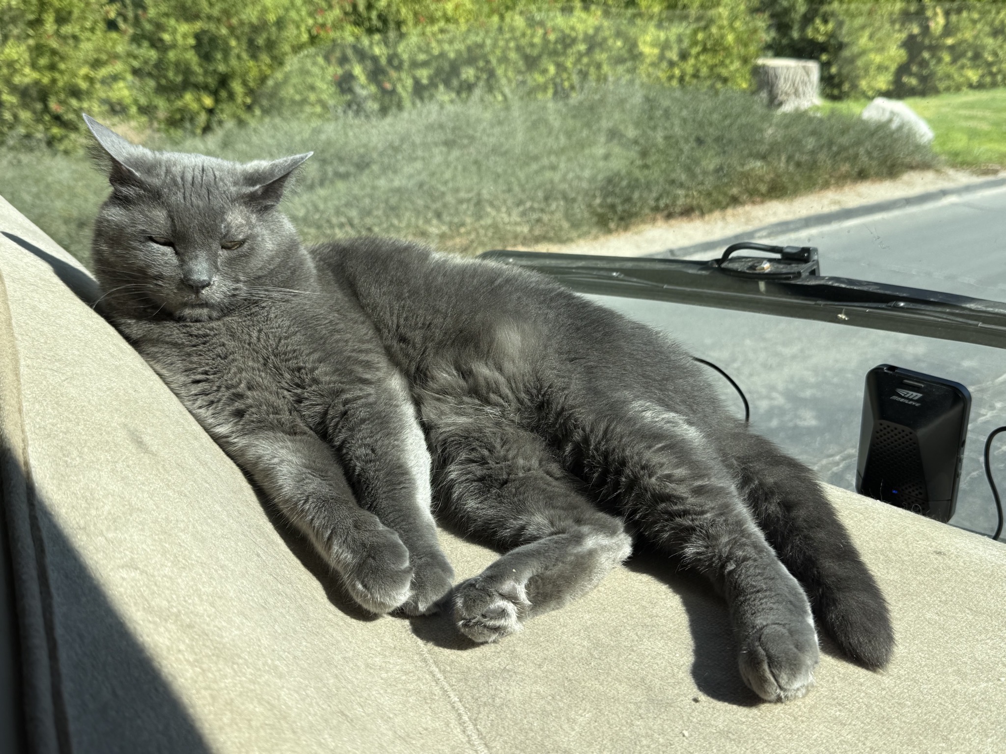 Paladin on the dash
