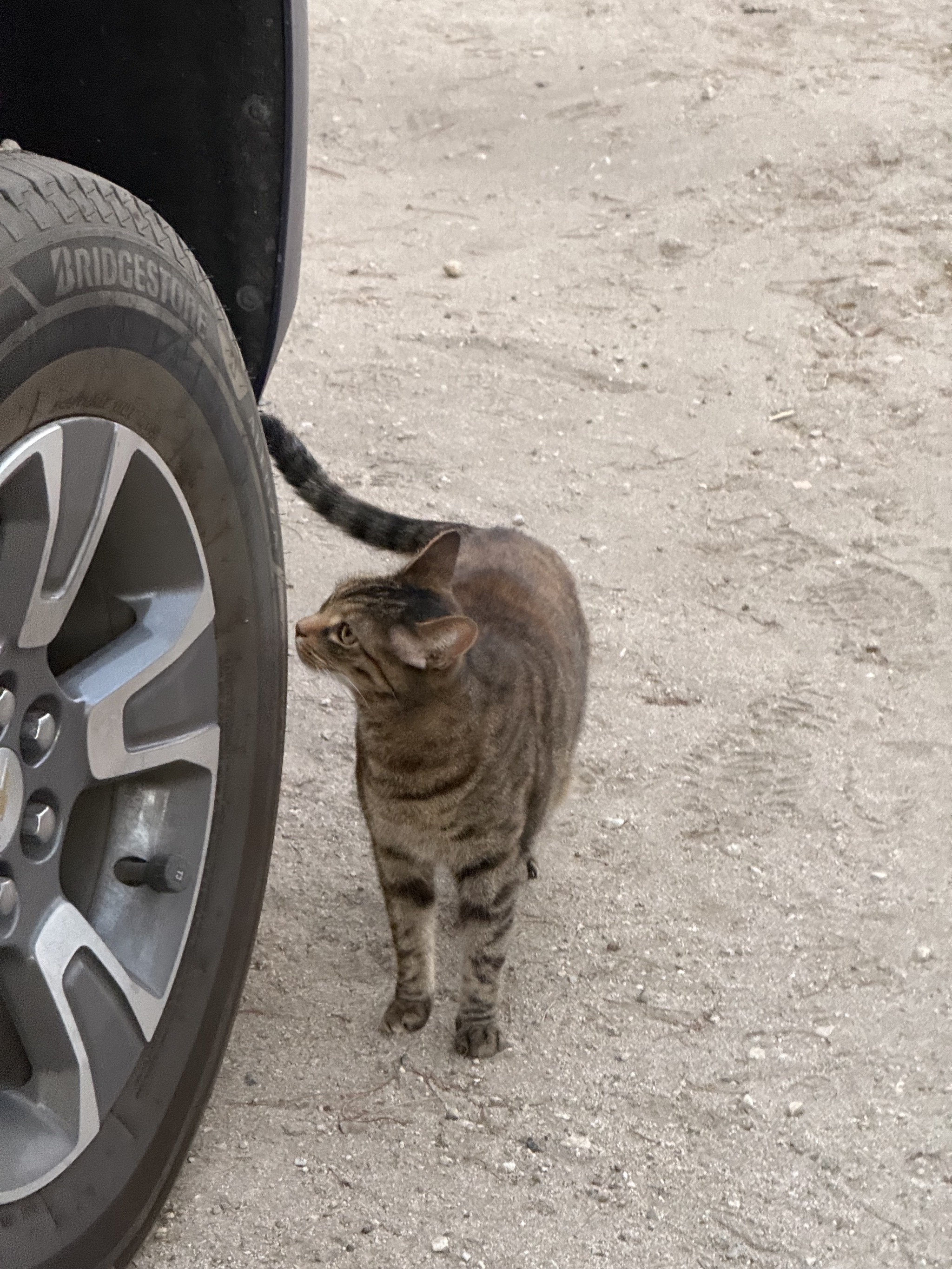 Neighbor cat