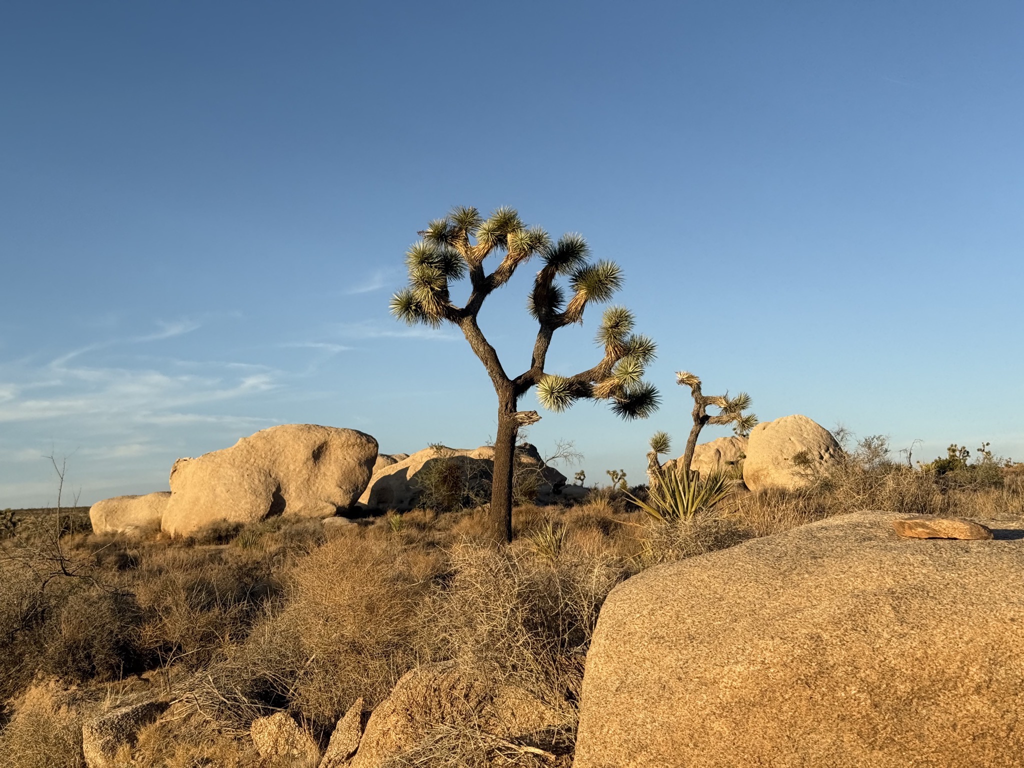Joshua trees